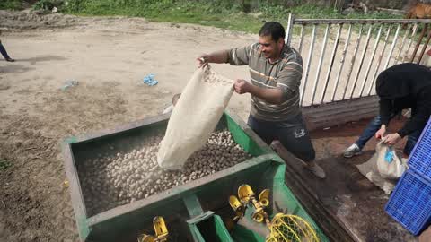 Harvesting Potatoes In Gaza