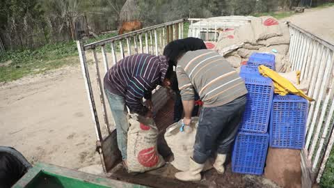 Harvesting Potatoes In Gaza