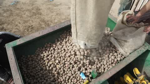 Harvesting Potatoes In Gaza