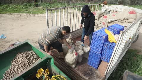 Harvesting Potatoes In Gaza