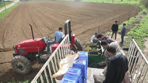 Harvesting Potatoes In Gaza
