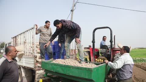 Harvesting Potatoes In Gaza