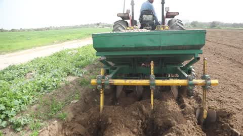 Harvesting Potatoes In Gaza