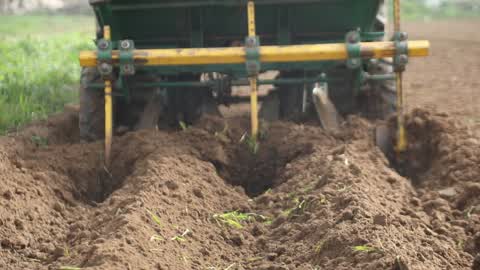 Harvesting Potatoes In Gaza
