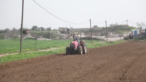 Harvesting Potatoes In Gaza