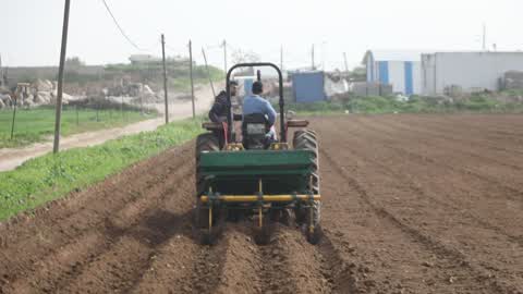 Harvesting Potatoes In Gaza