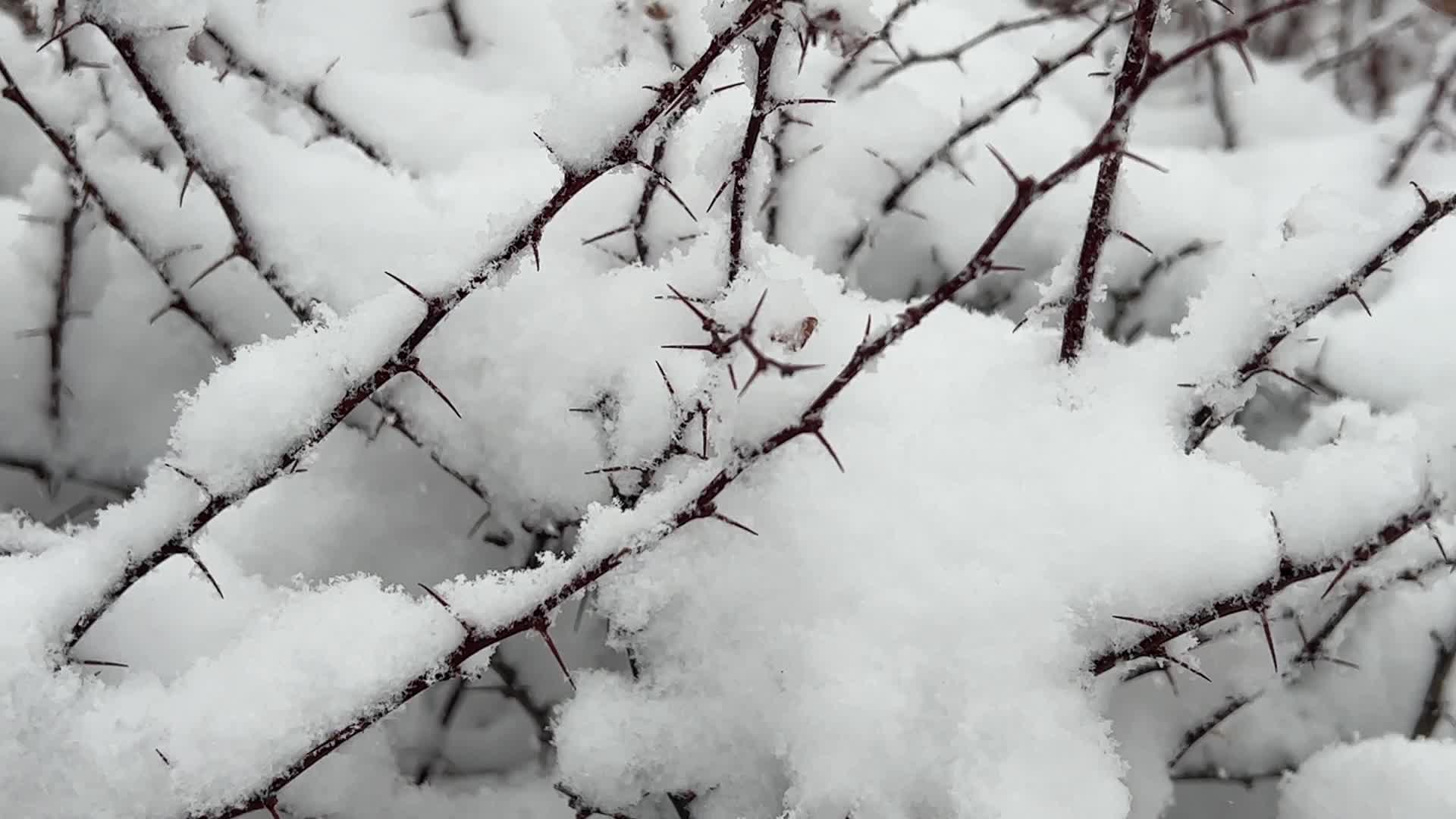 Toronto Gets Hit By Massive Winter Snowstorm