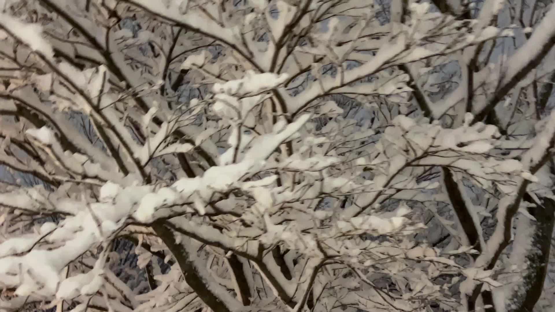 Toronto Gets Hit By Massive Winter Snowstorm
