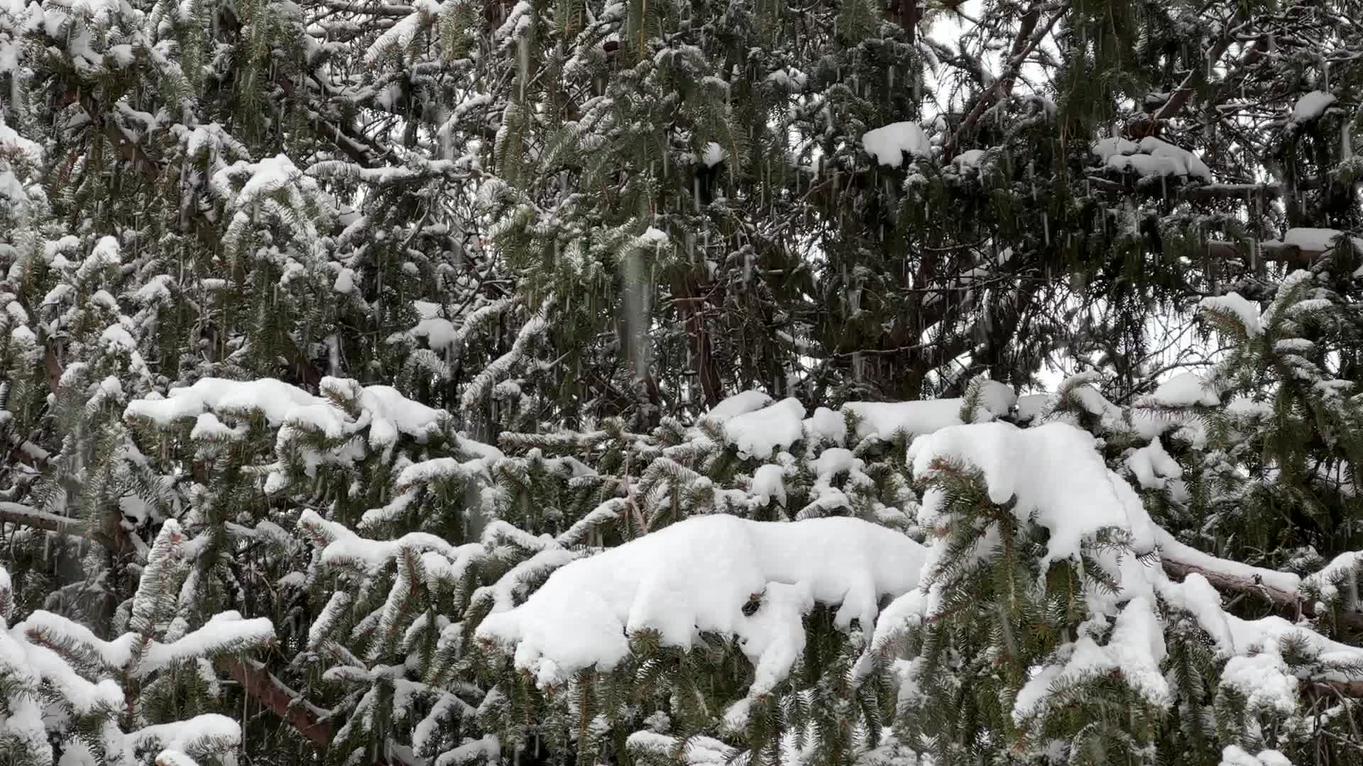 Heavy Snow Hits Toronto