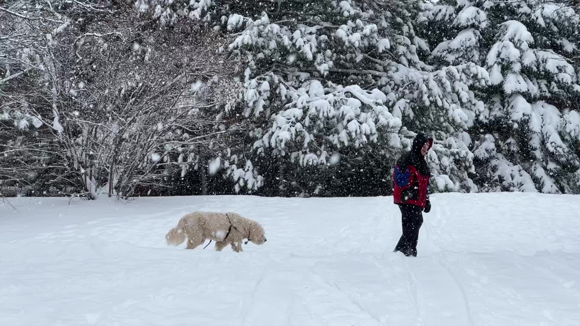 Heavy Snow Hits Toronto