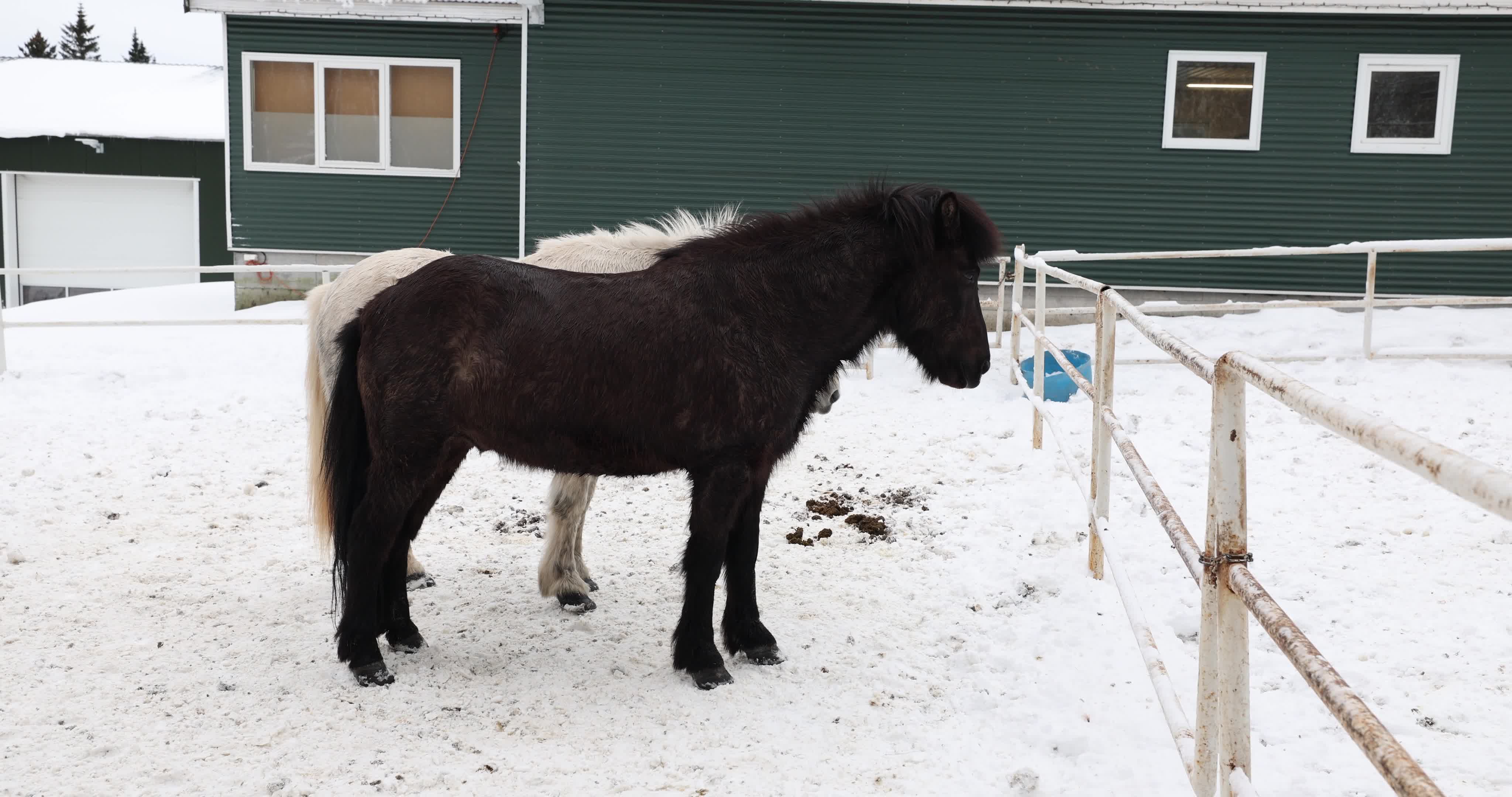Icelandic Horse