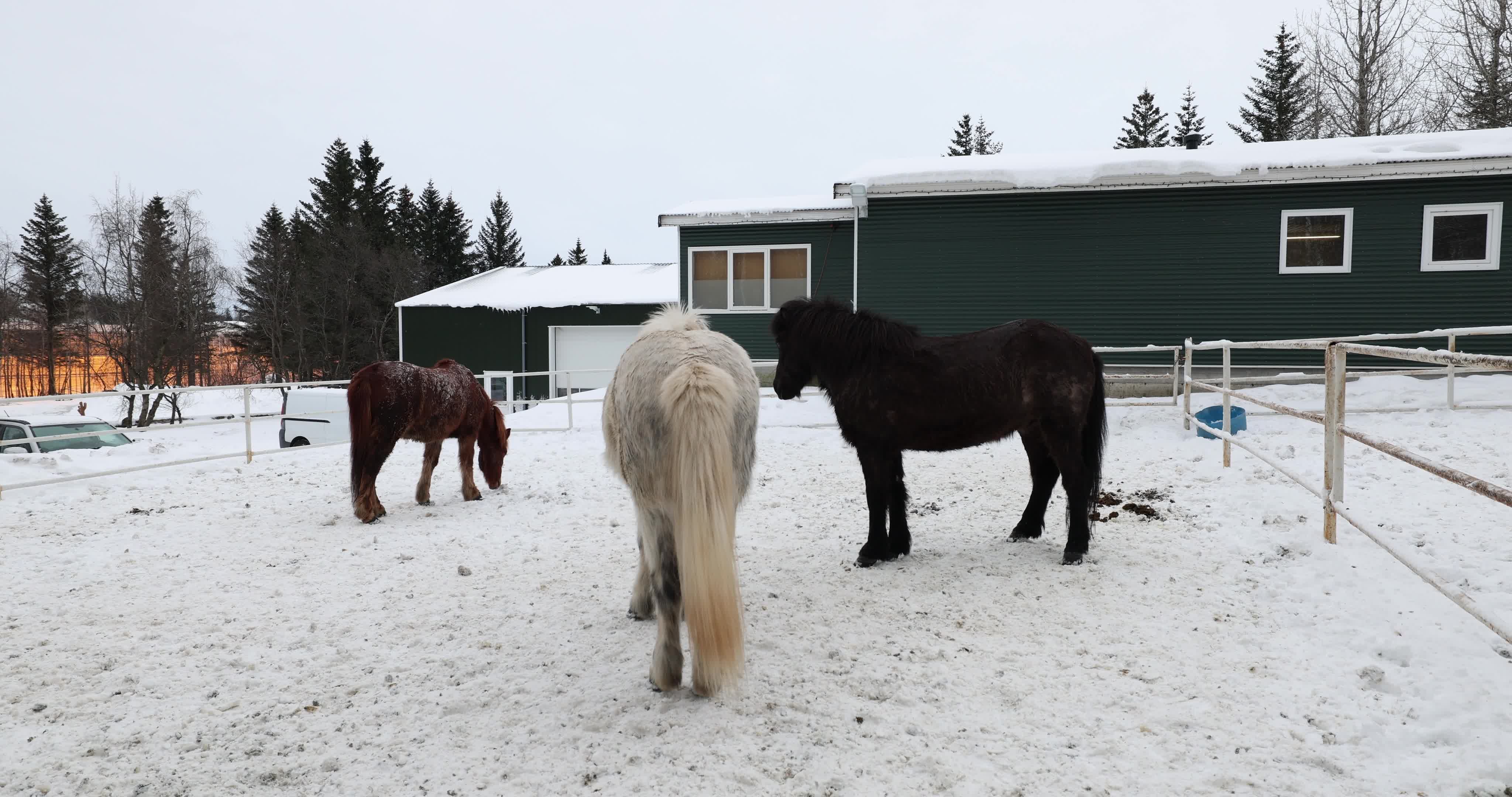 Icelandic Horse