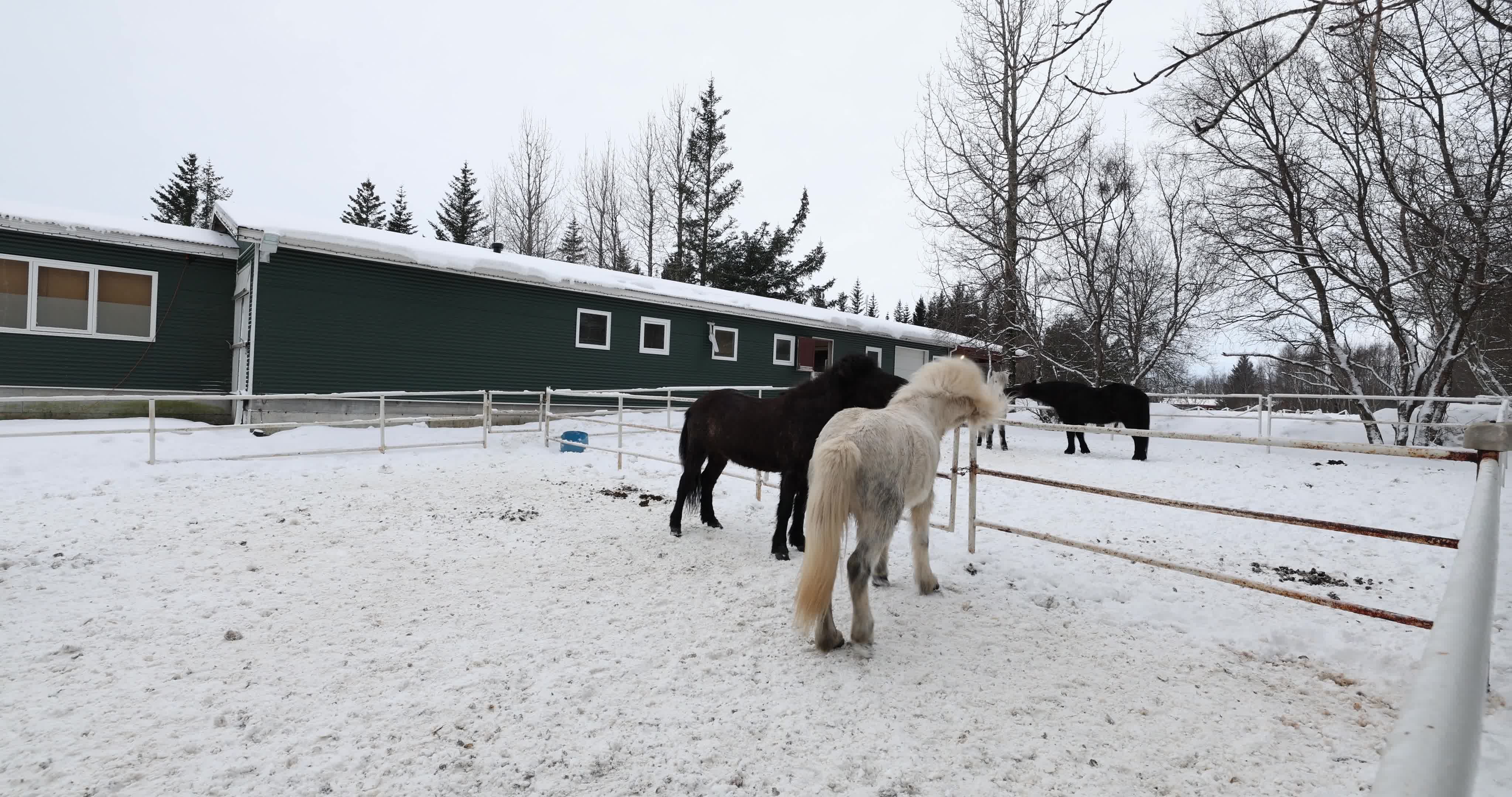 Icelandic Horse