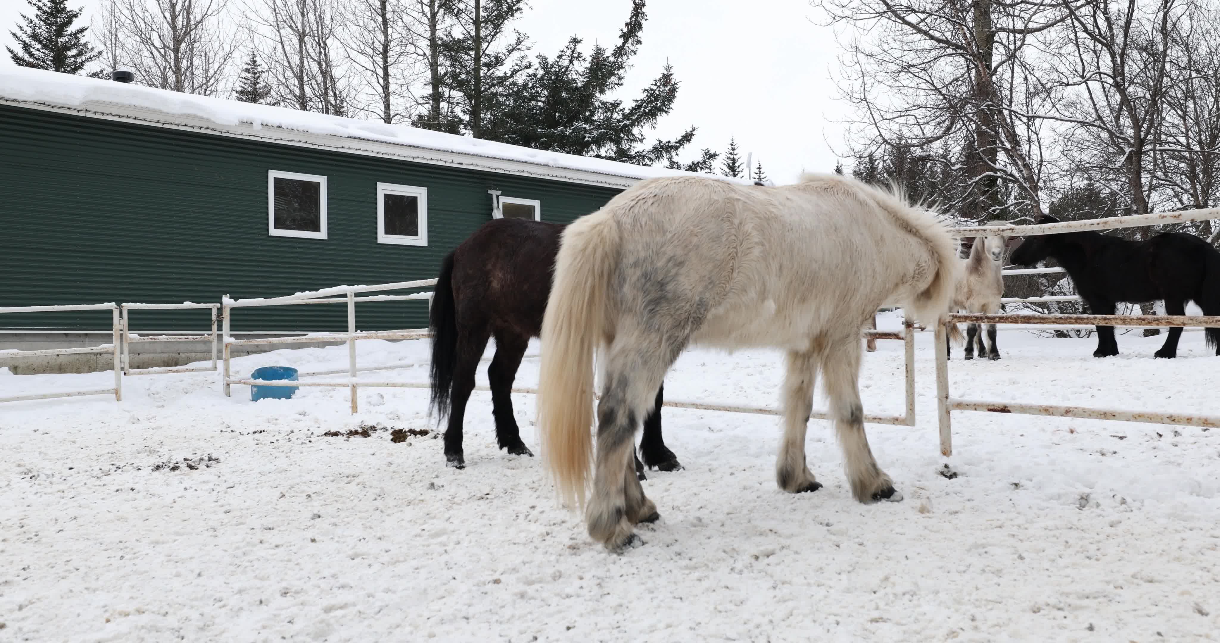 Icelandic Horse