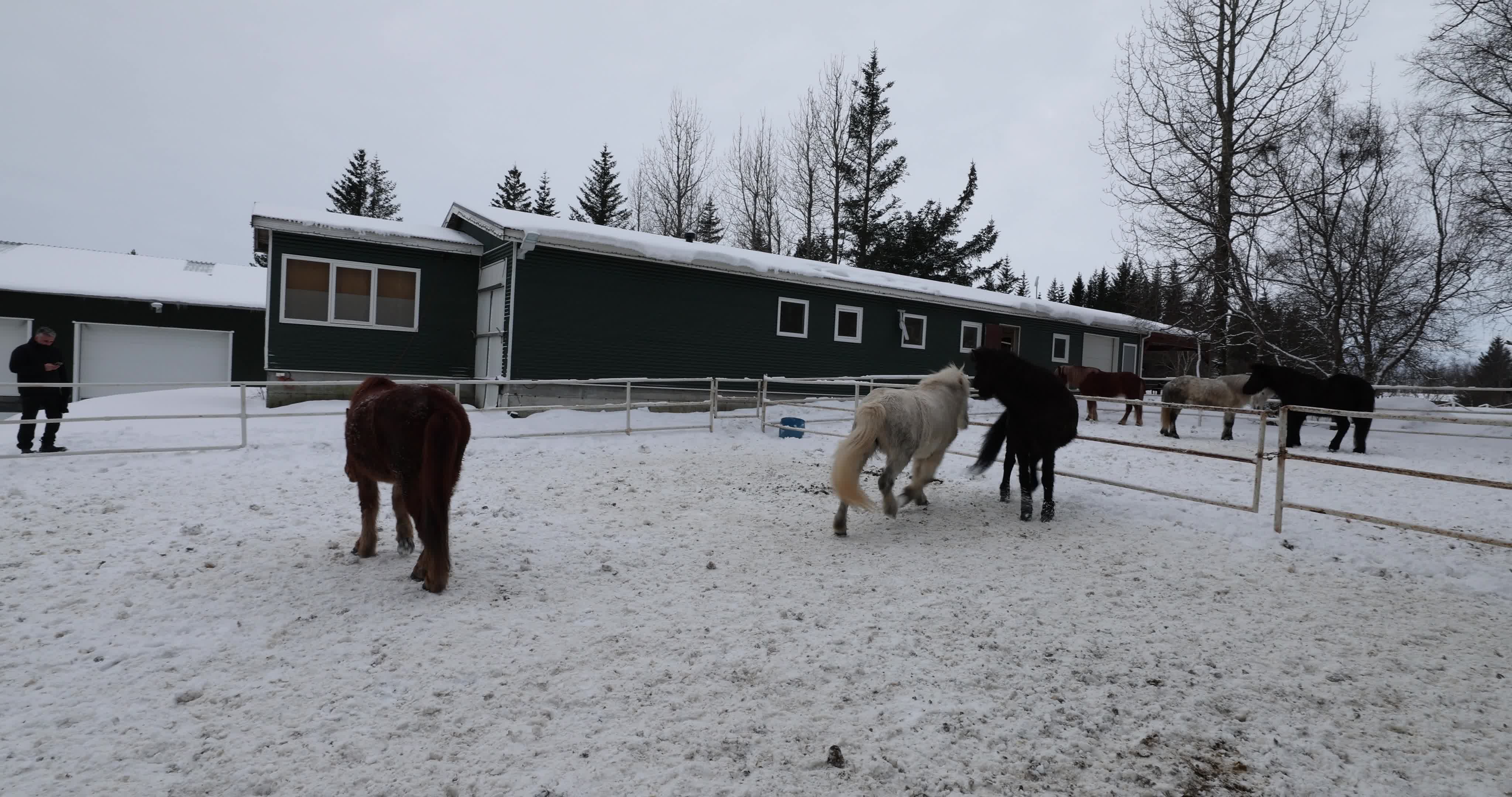 Icelandic Horse