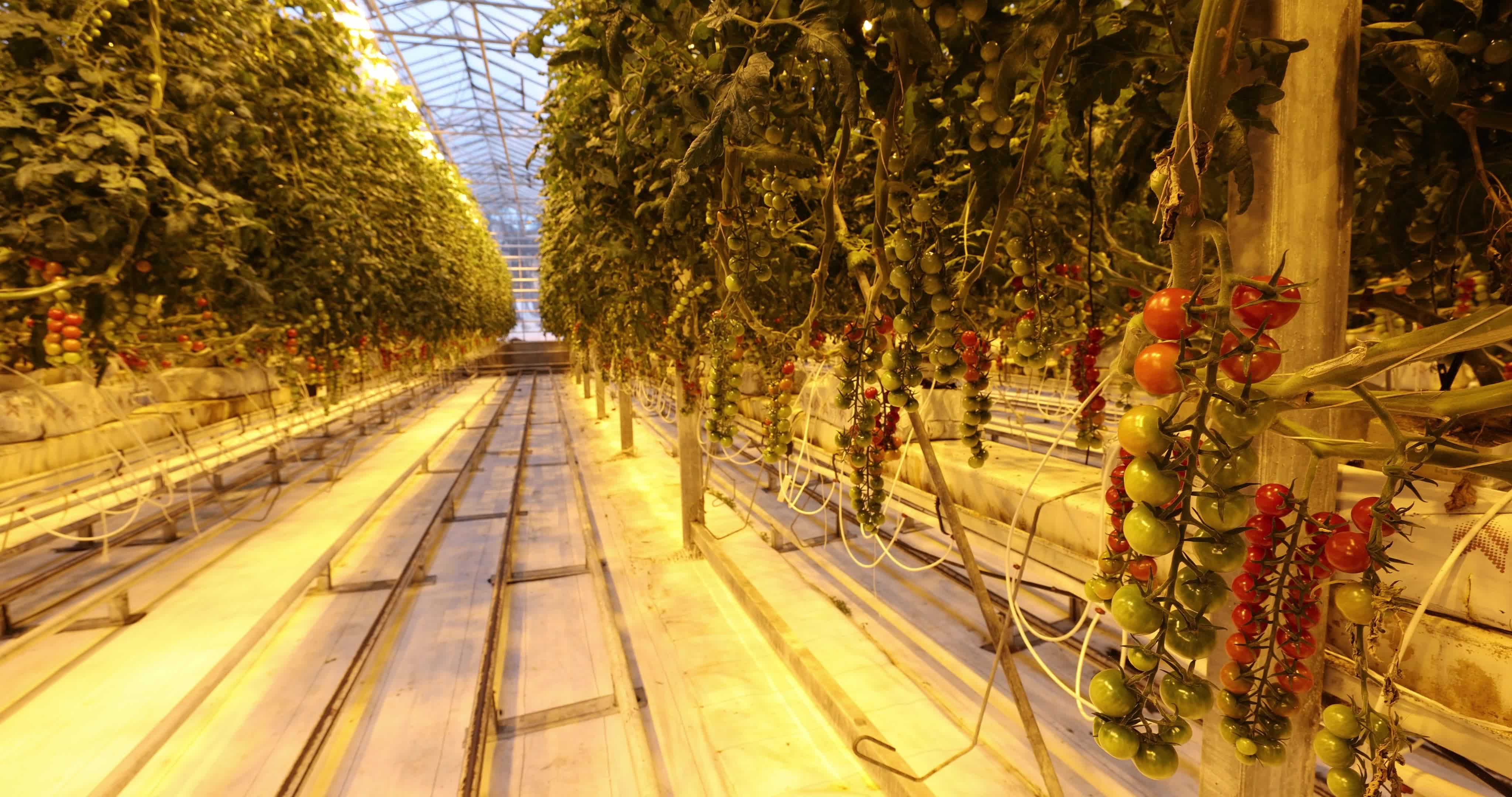 Friðheimar Greenhouse In Iceland