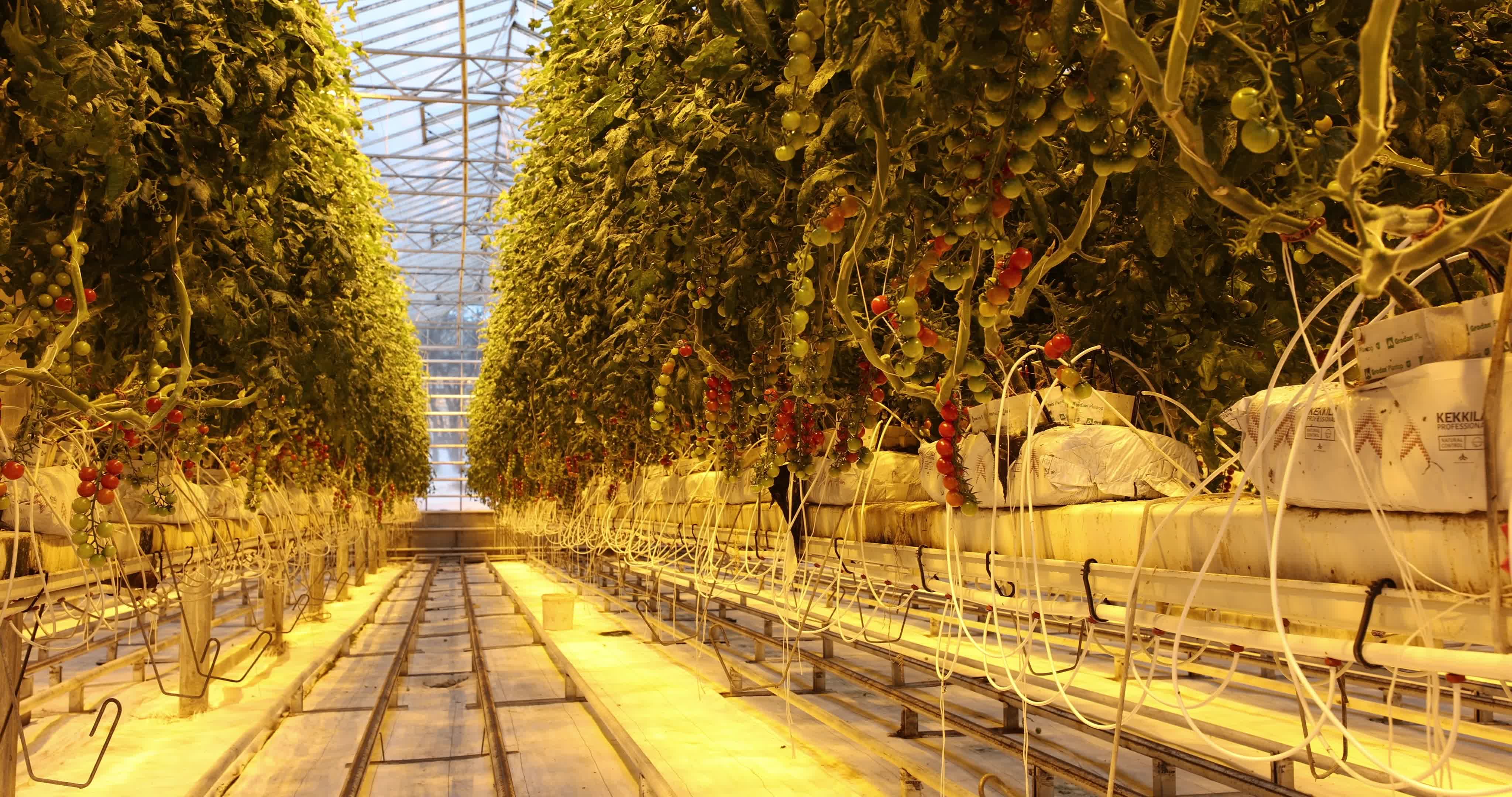 Friðheimar Greenhouse In Iceland