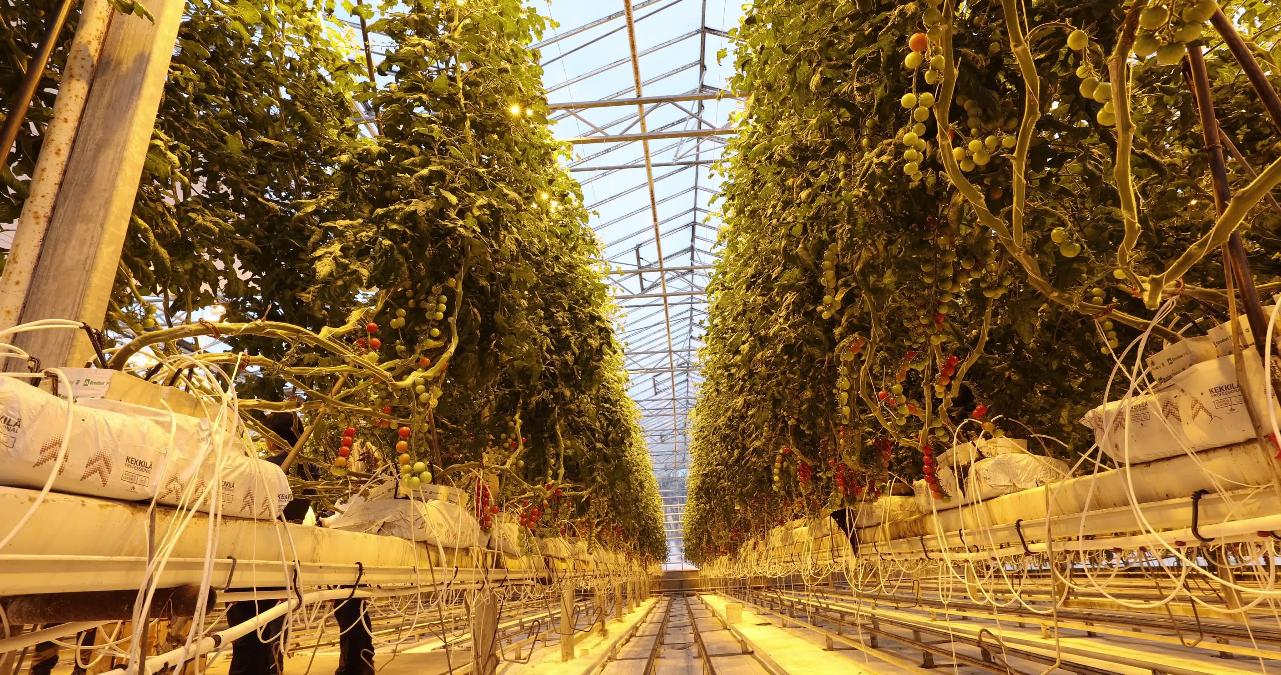 Friðheimar Greenhouse In Iceland