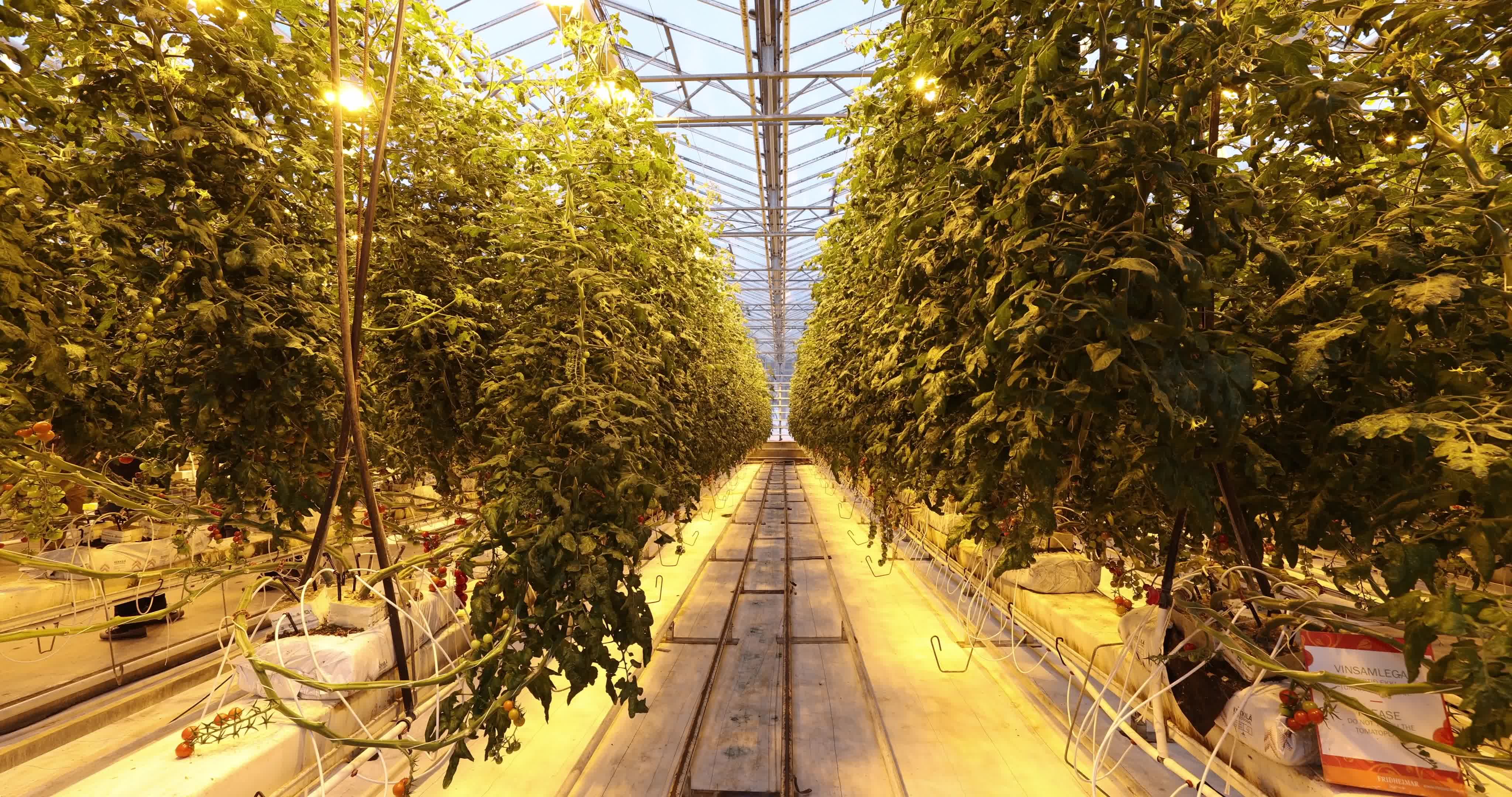 Friðheimar Greenhouse In Iceland