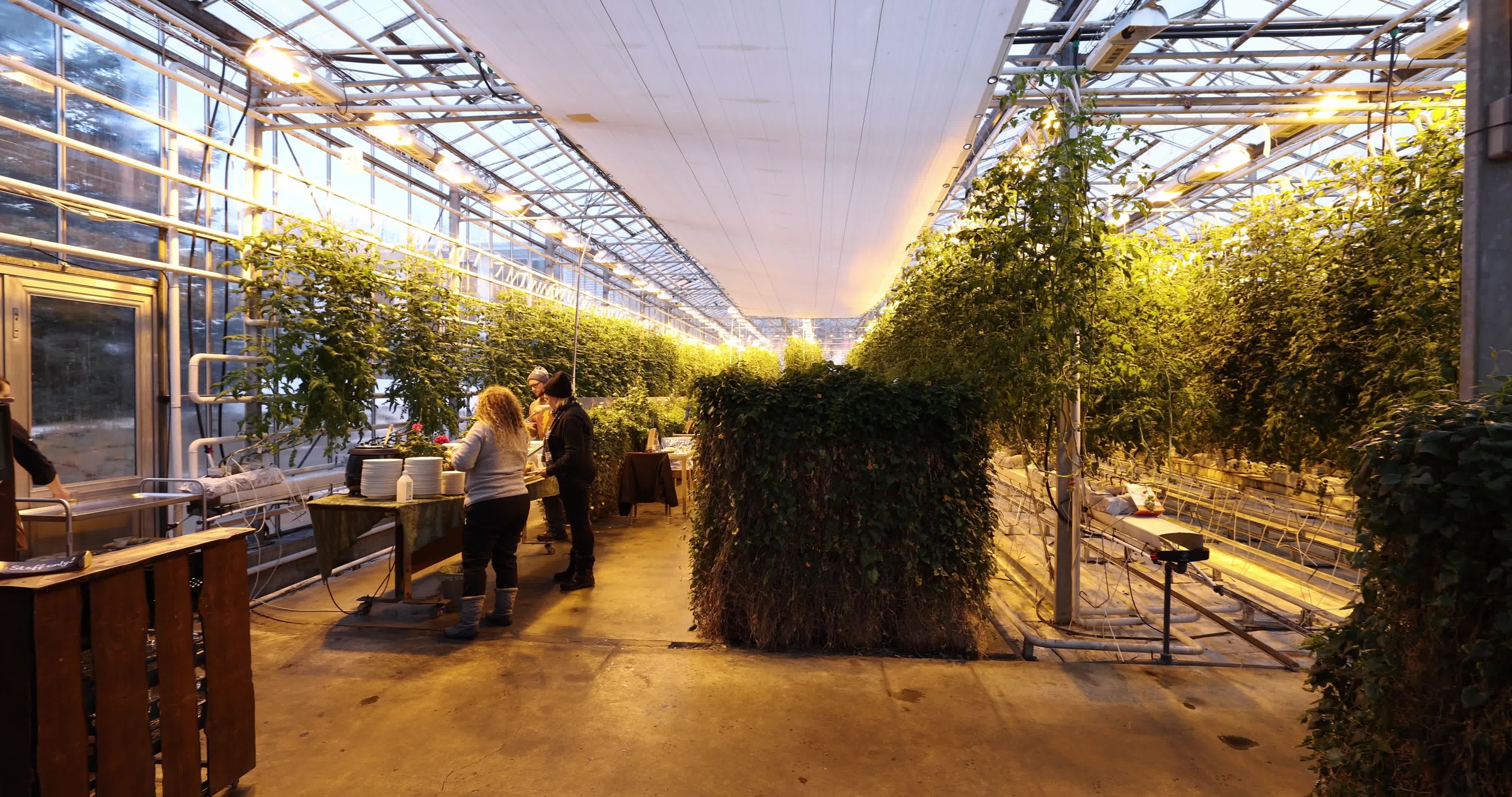 Friðheimar Greenhouse In Iceland