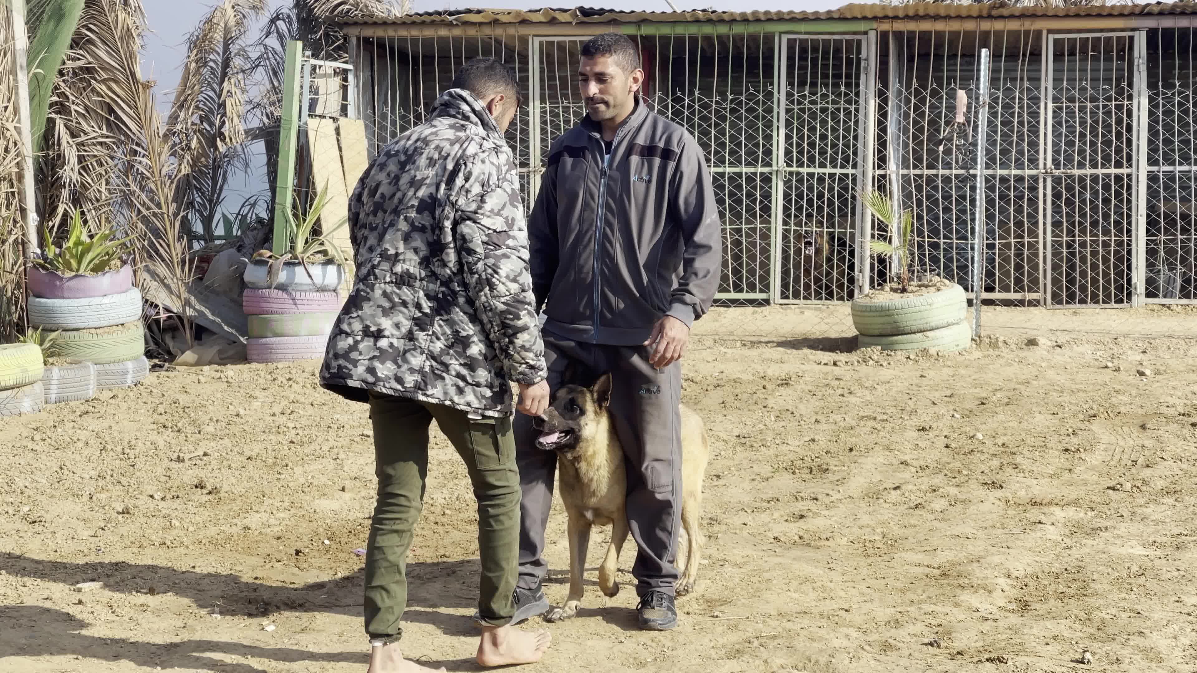 Academy for dogs for Protection, Rehabilitation and Training In Gaza, Palestine