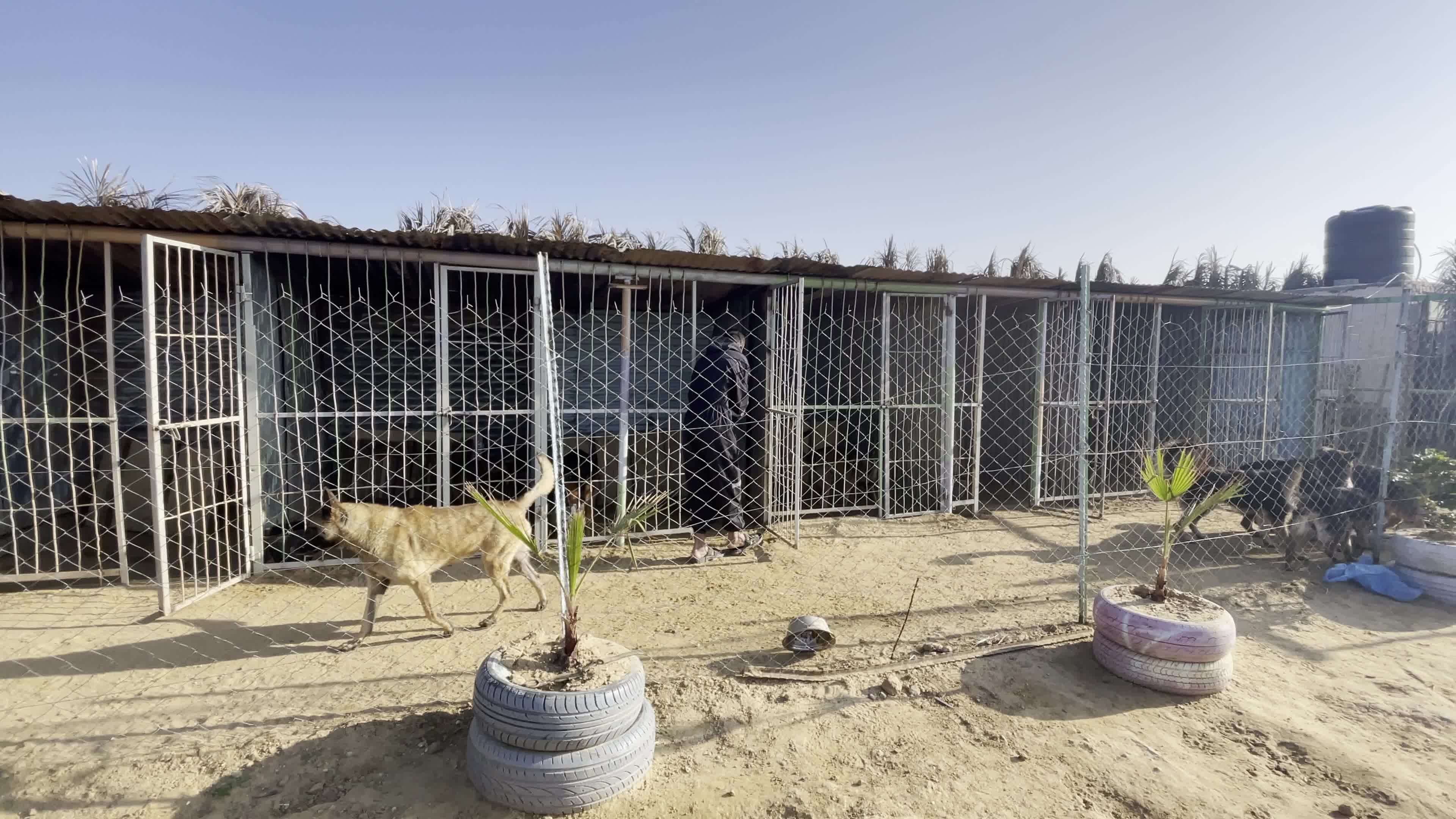 Academy for dogs for Protection, Rehabilitation and Training In Gaza, Palestine