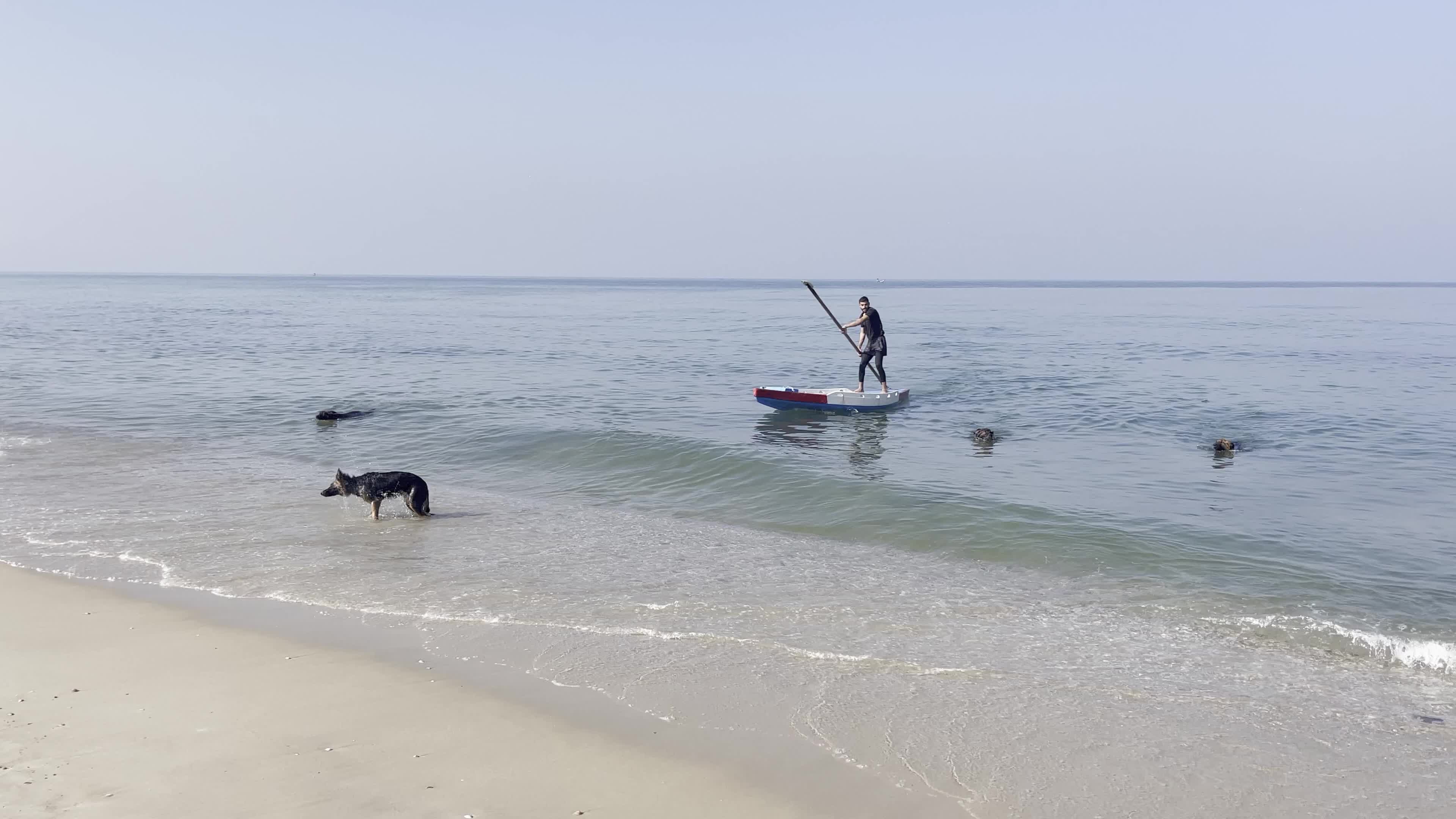 Academy for dogs for Protection, Rehabilitation and Training In Gaza, Palestine