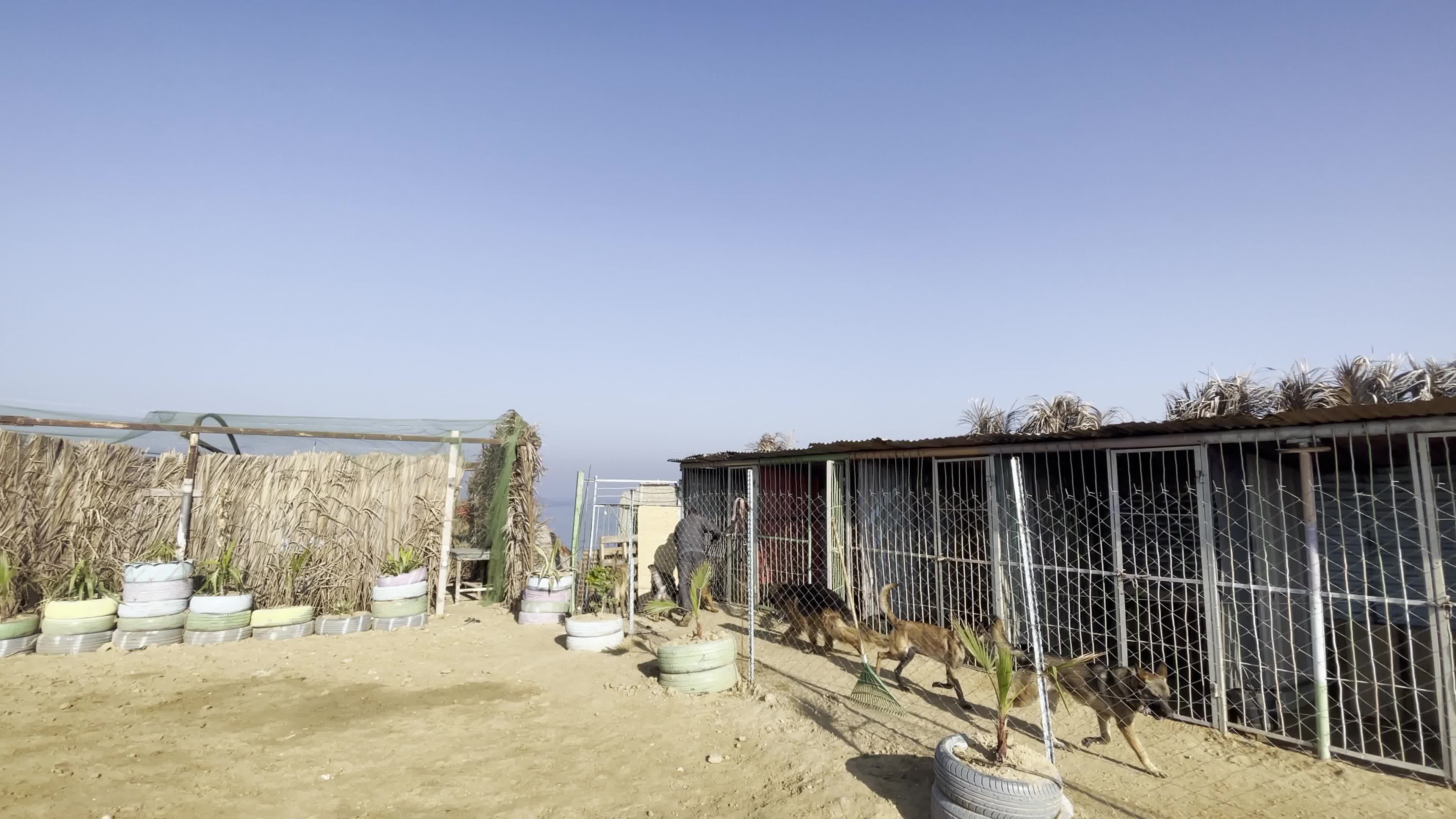 Academy for dogs for Protection, Rehabilitation and Training In Gaza, Palestine
