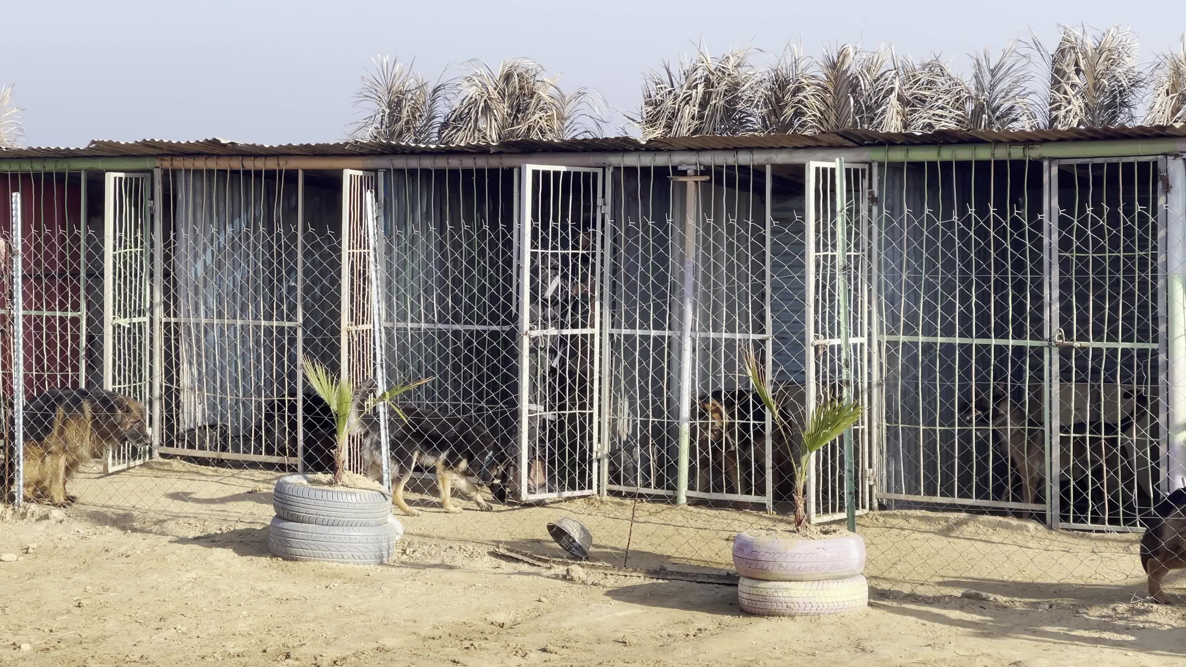 Academy for dogs for Protection, Rehabilitation and Training In Gaza, Palestine
