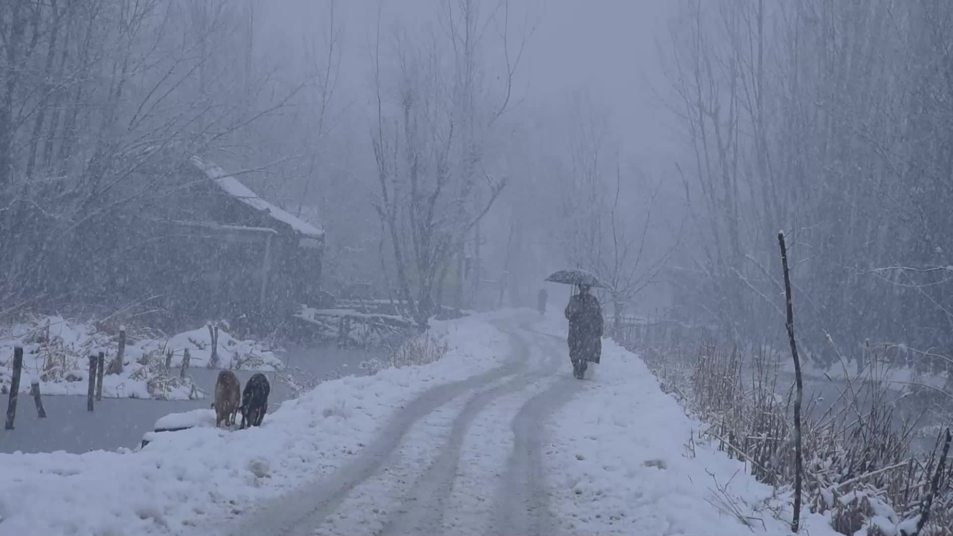 Fresh snowfall in Kashmir.