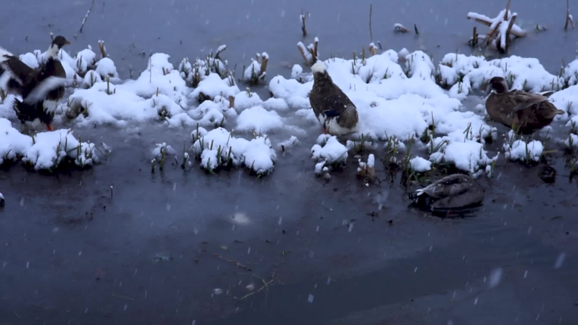 Fresh snowfall in Kashmir.