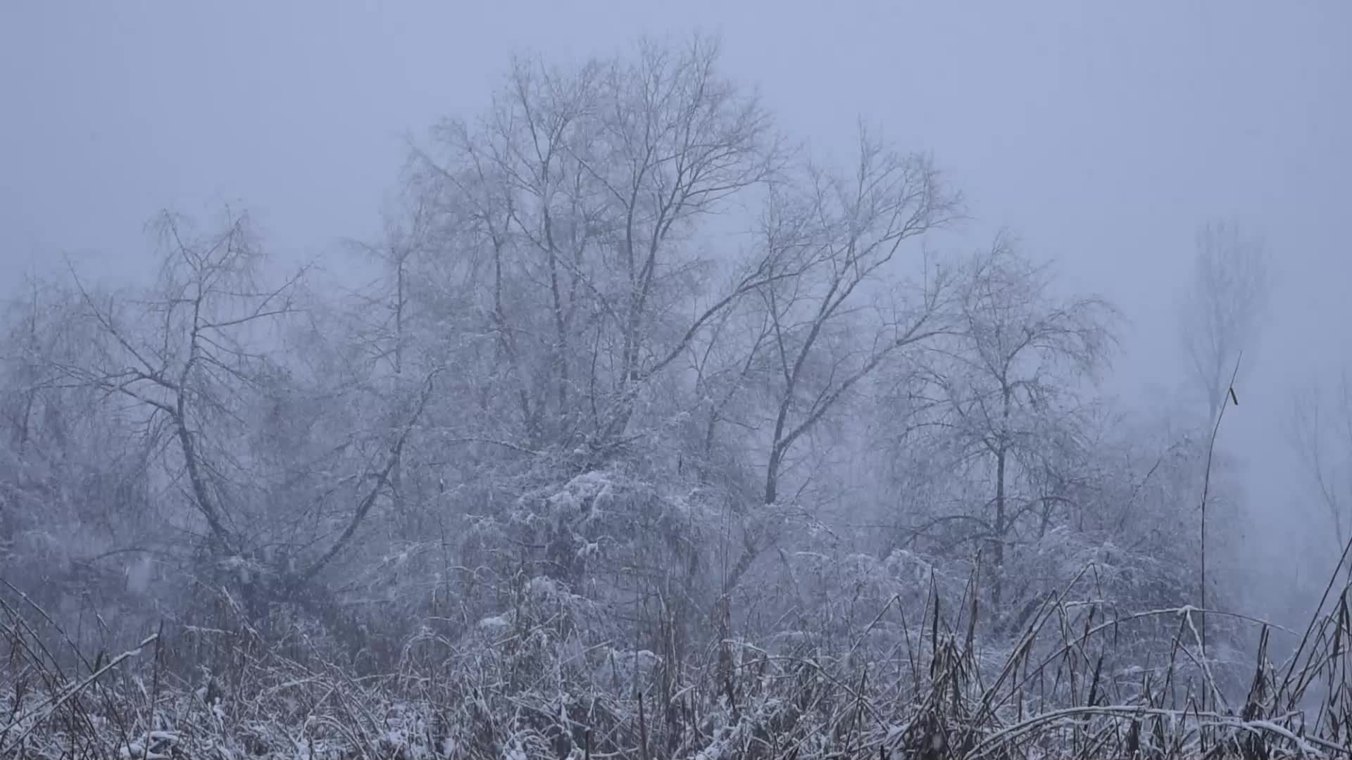 Fresh snowfall in Kashmir.