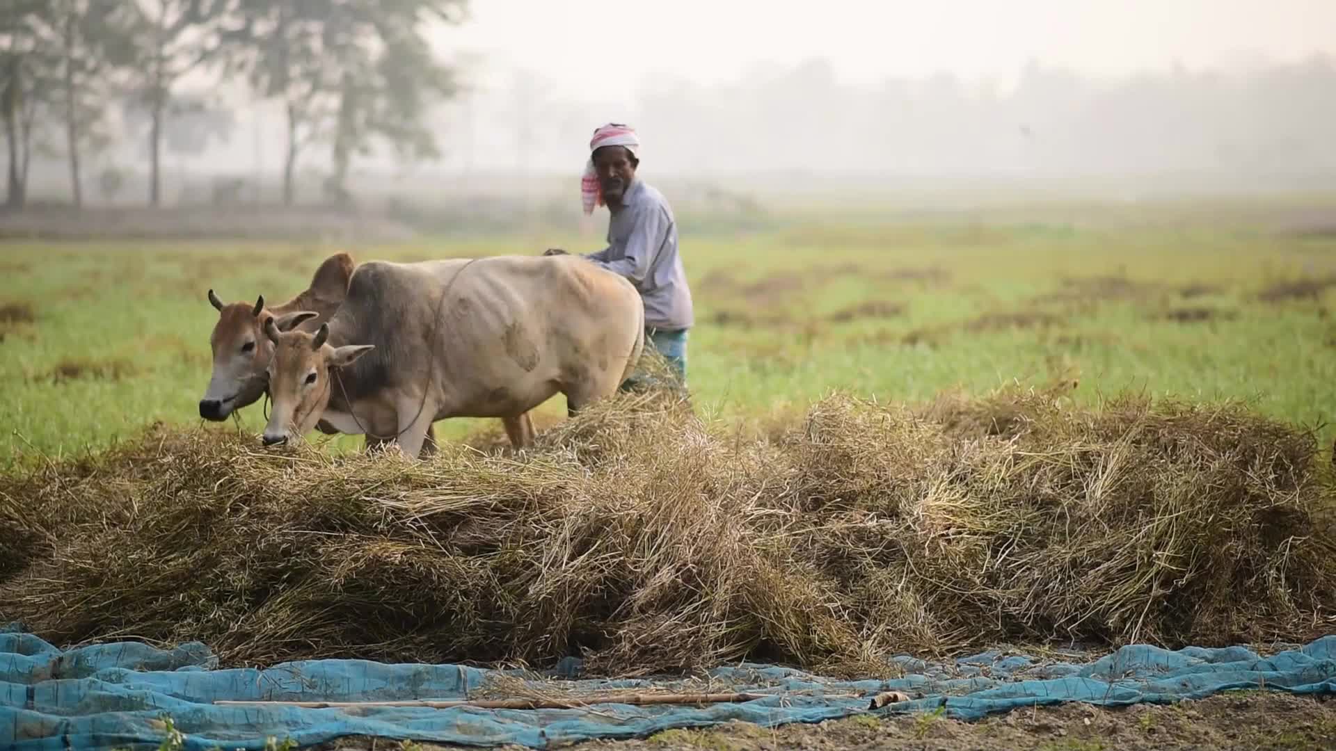 Mustard seed harvest in India