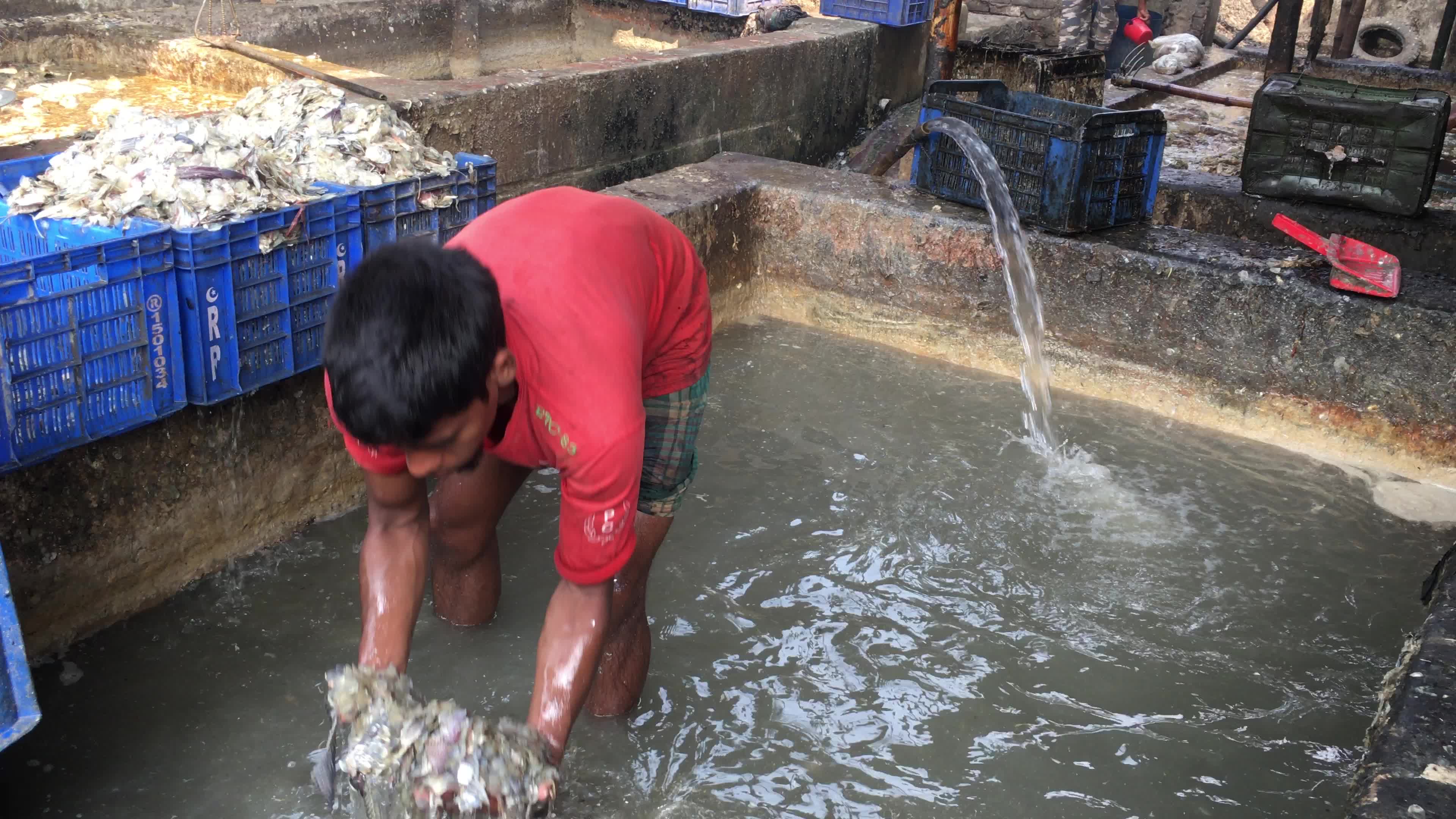 Fish By-product Processing Industry In Dhaka
