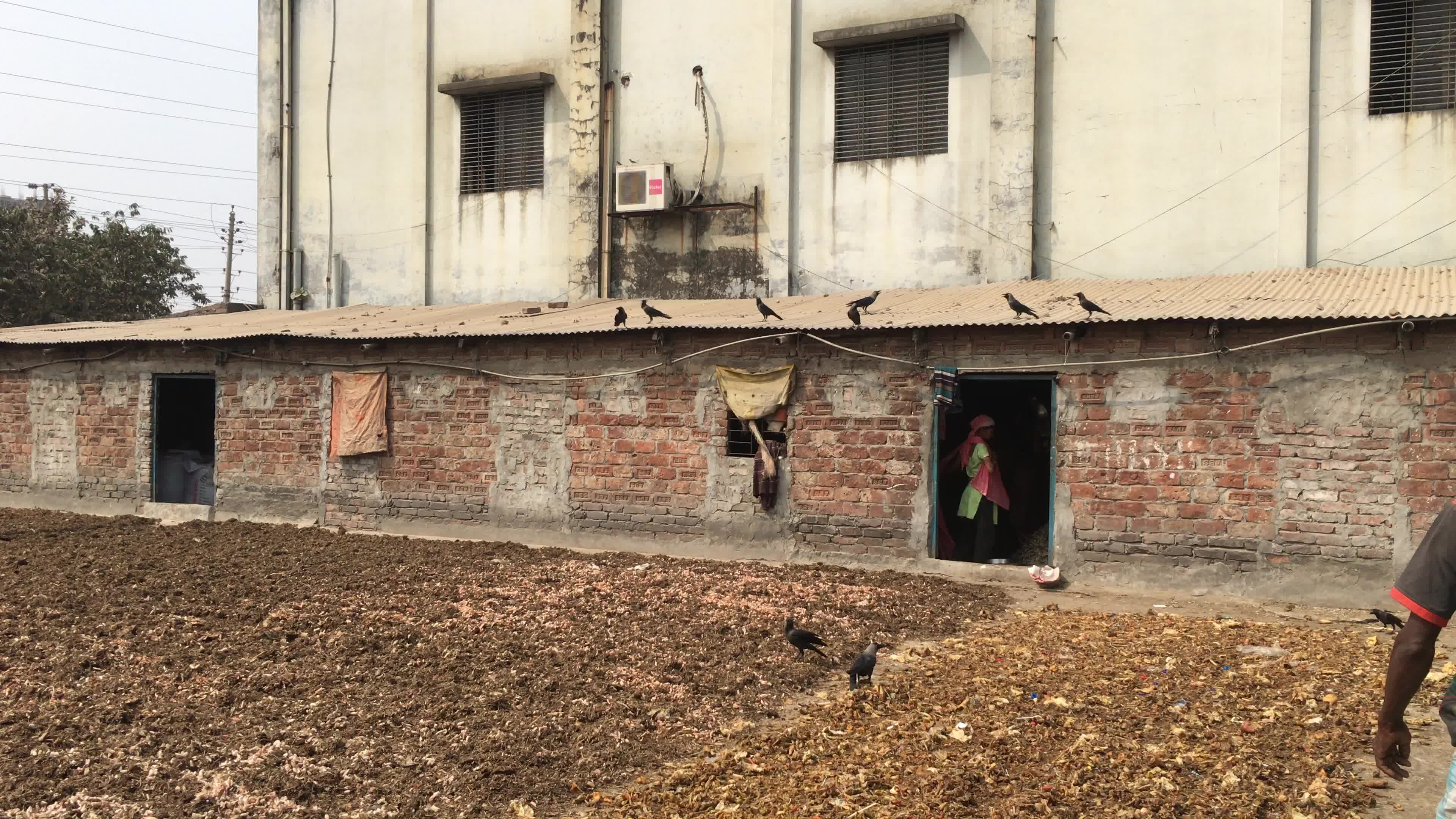 Fish By-product Processing Industry In Dhaka
