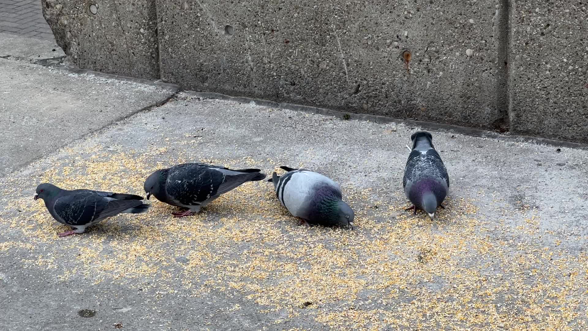 Daily life in Toronto, Canada