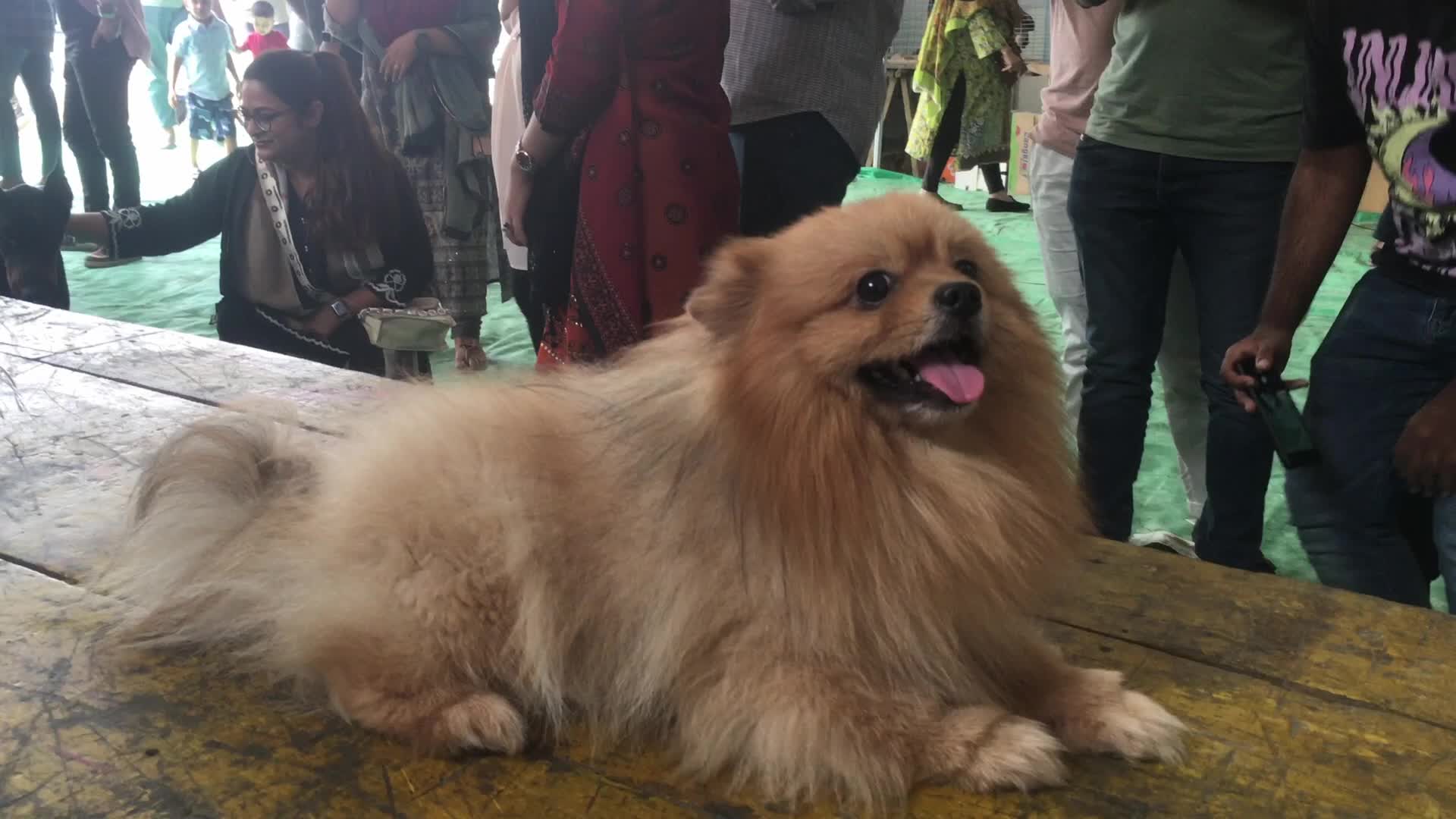 Cat Ramp Show In Dhaka