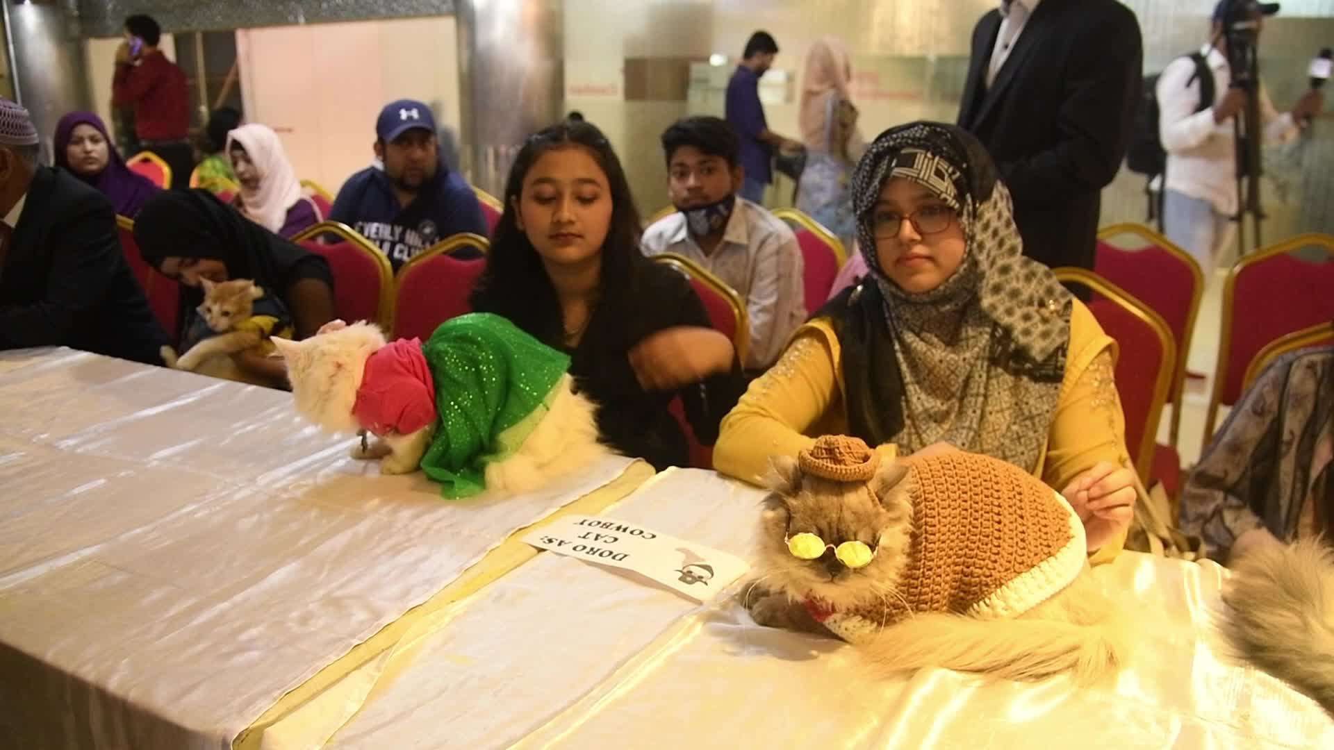 Cat Ramp Show In Dhaka