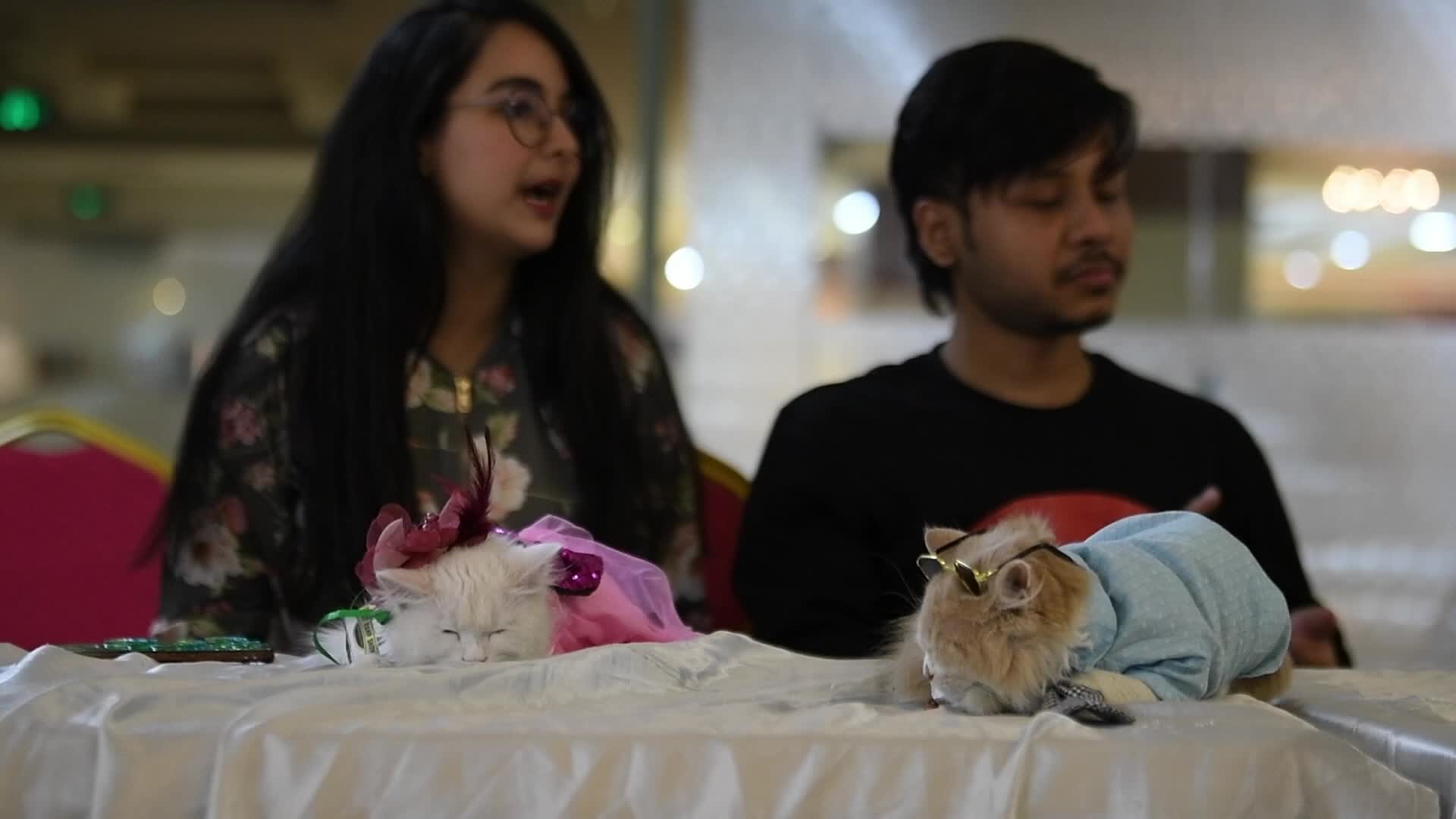 Cat Ramp Show In Dhaka