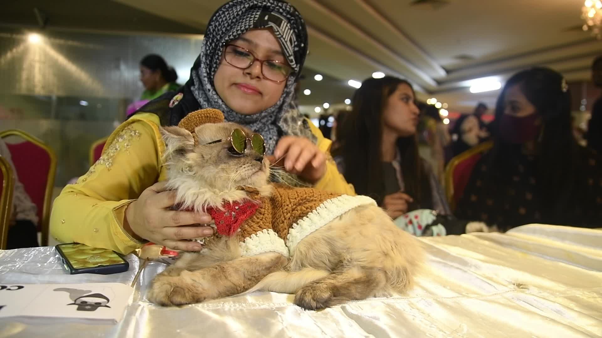 Cat Ramp Show In Dhaka