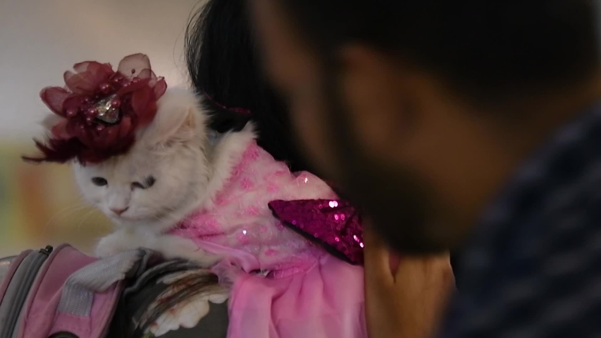 Cat Ramp Show In Dhaka