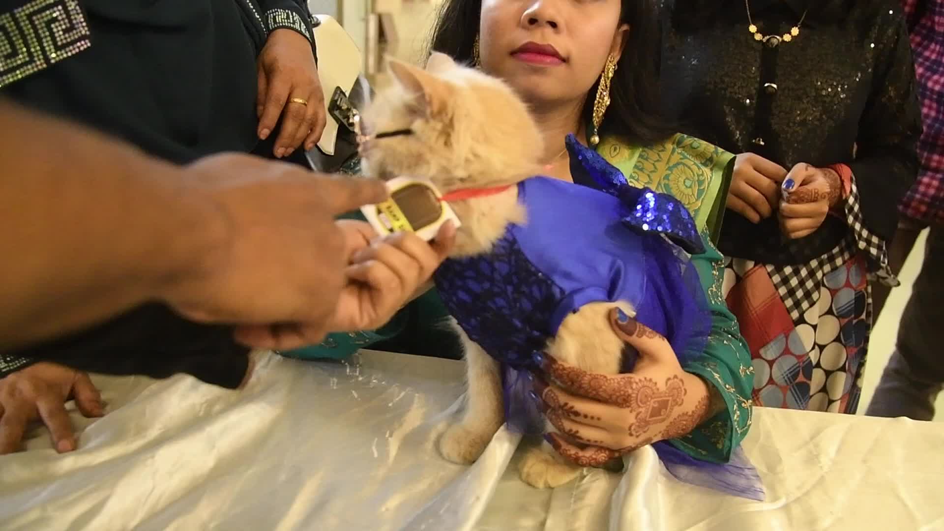 Cat Ramp Show In Dhaka