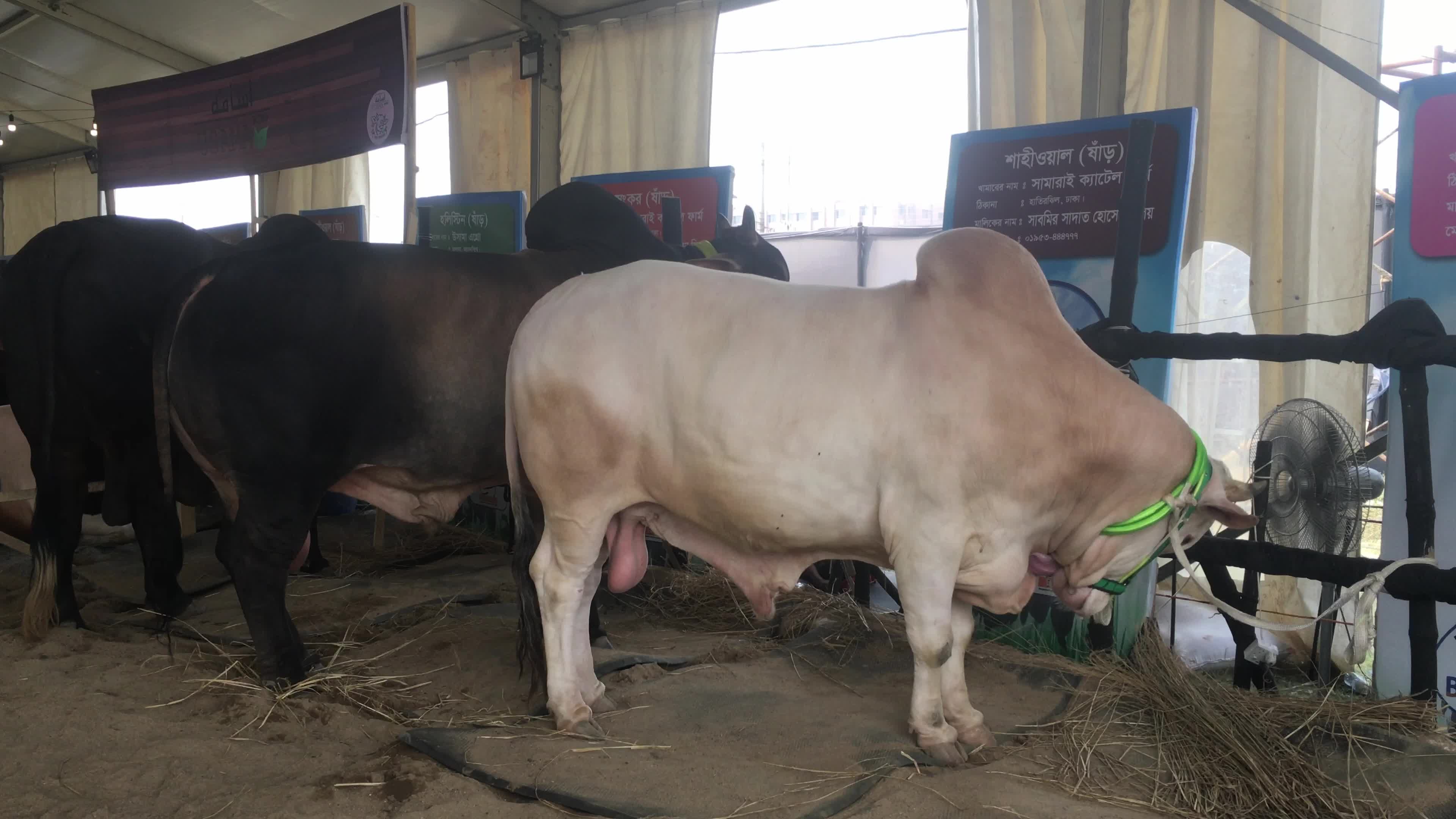 Animal Exhibition In Dhaka
