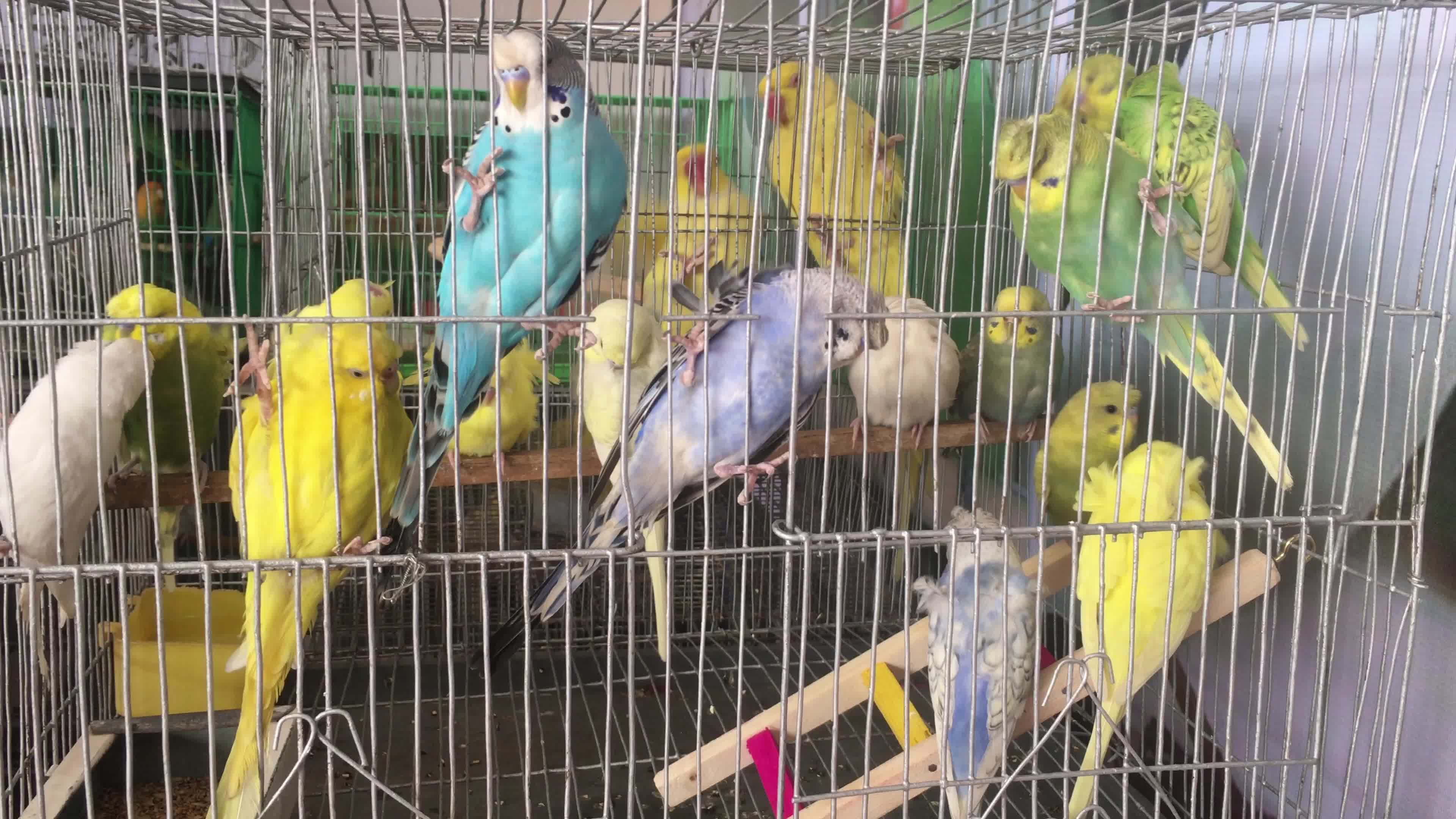 Animal Exhibition In Dhaka