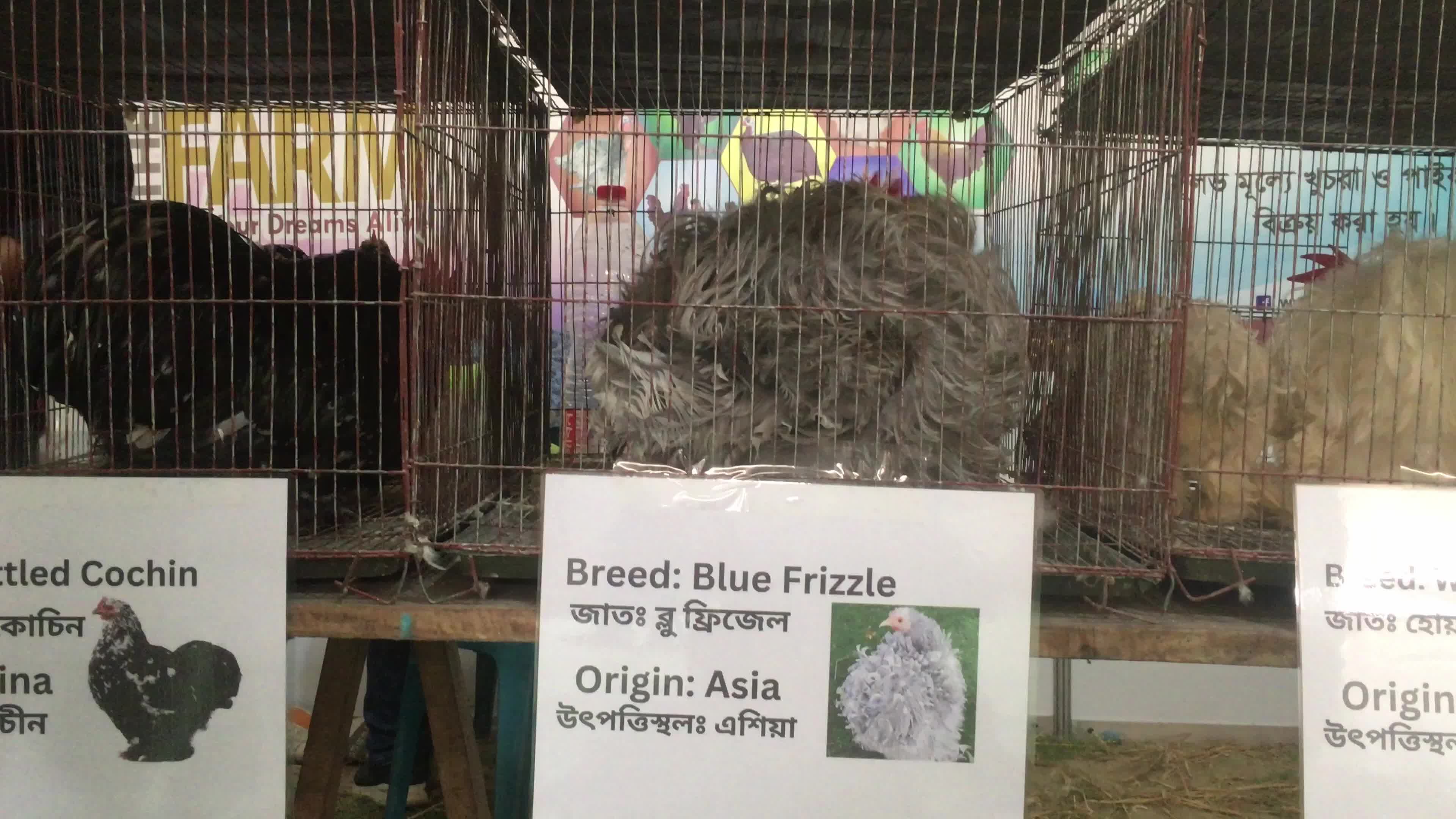 Animal Exhibition In Dhaka