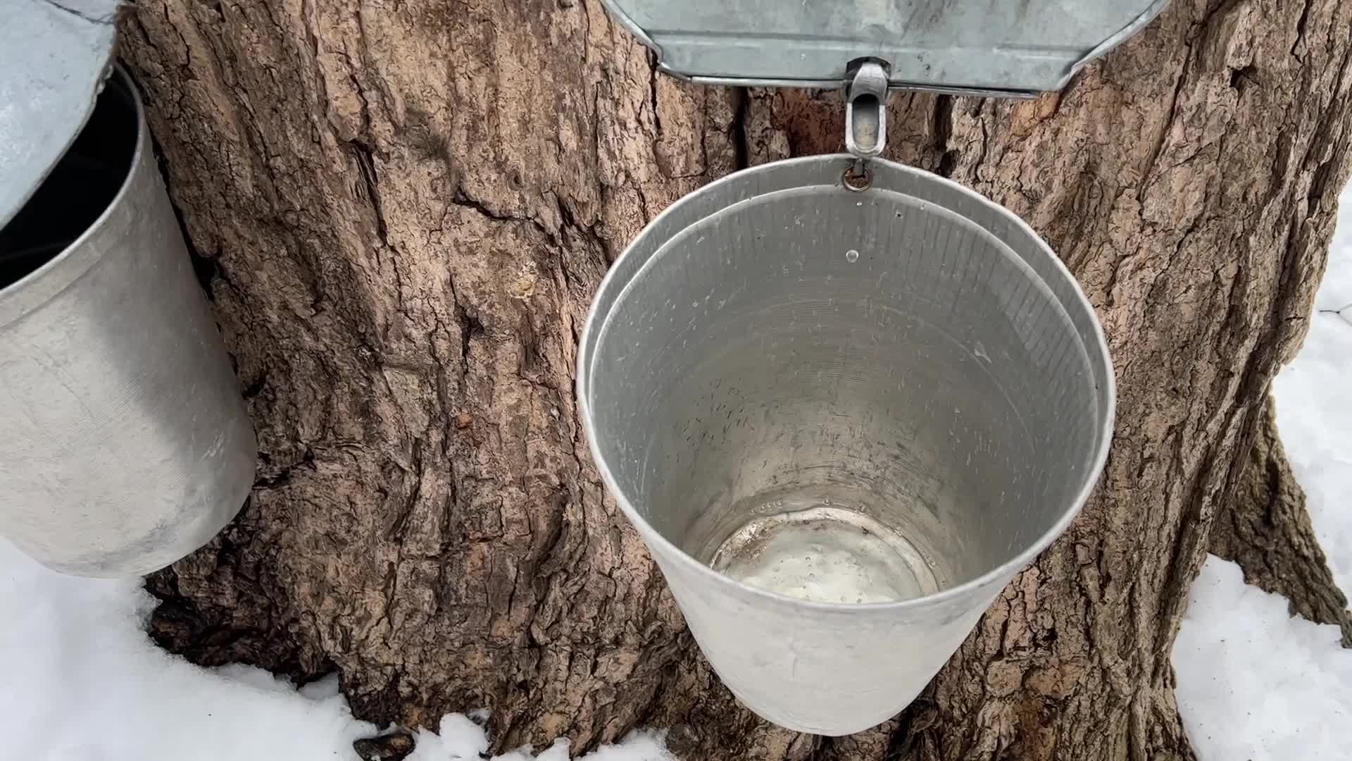 Maple syrup production in Canada