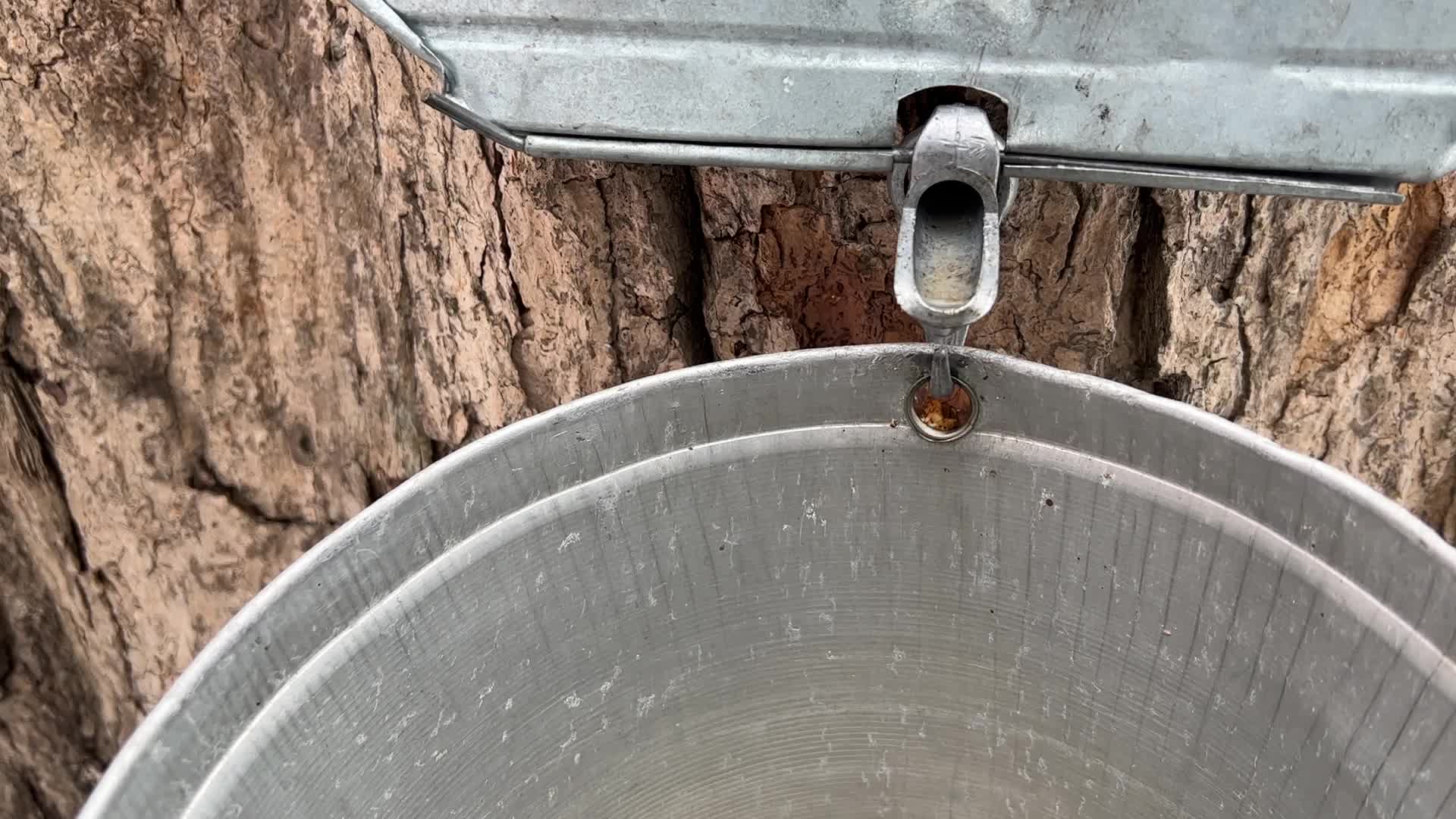 Maple syrup production in Canada