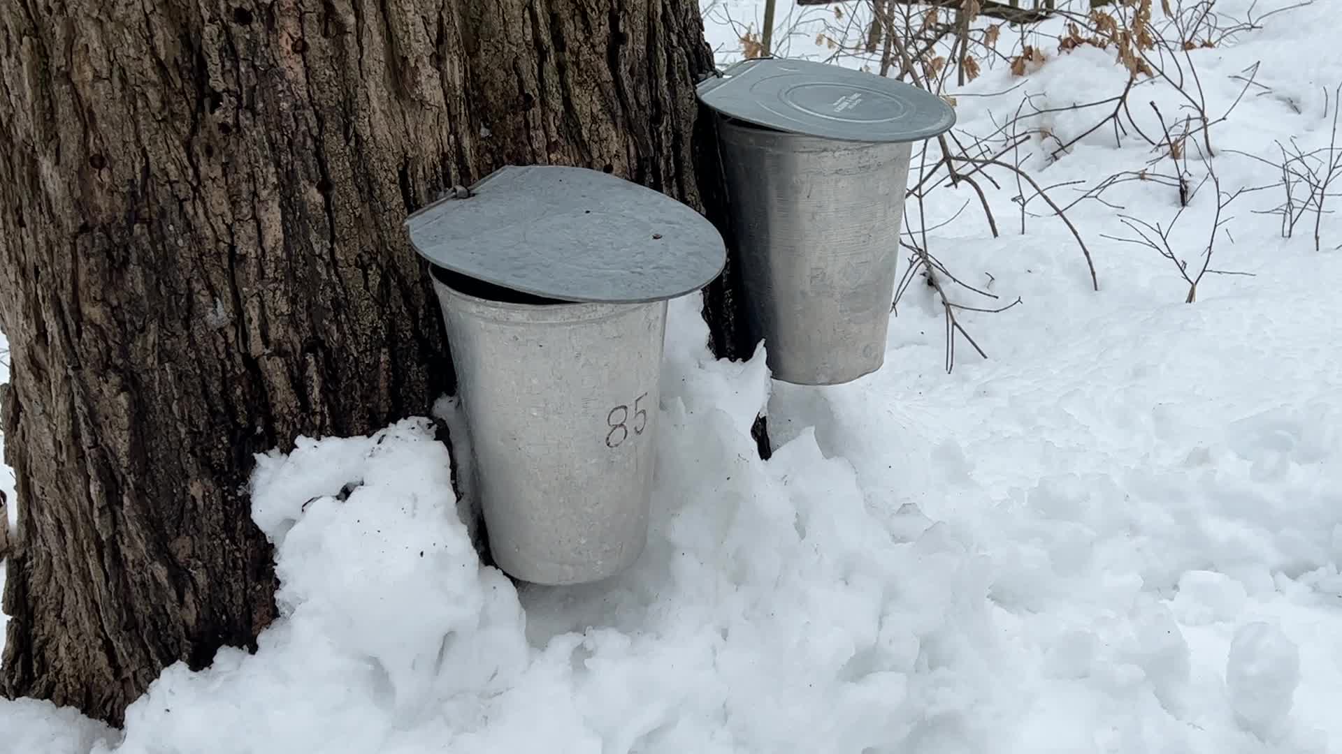 Maple syrup production in Canada