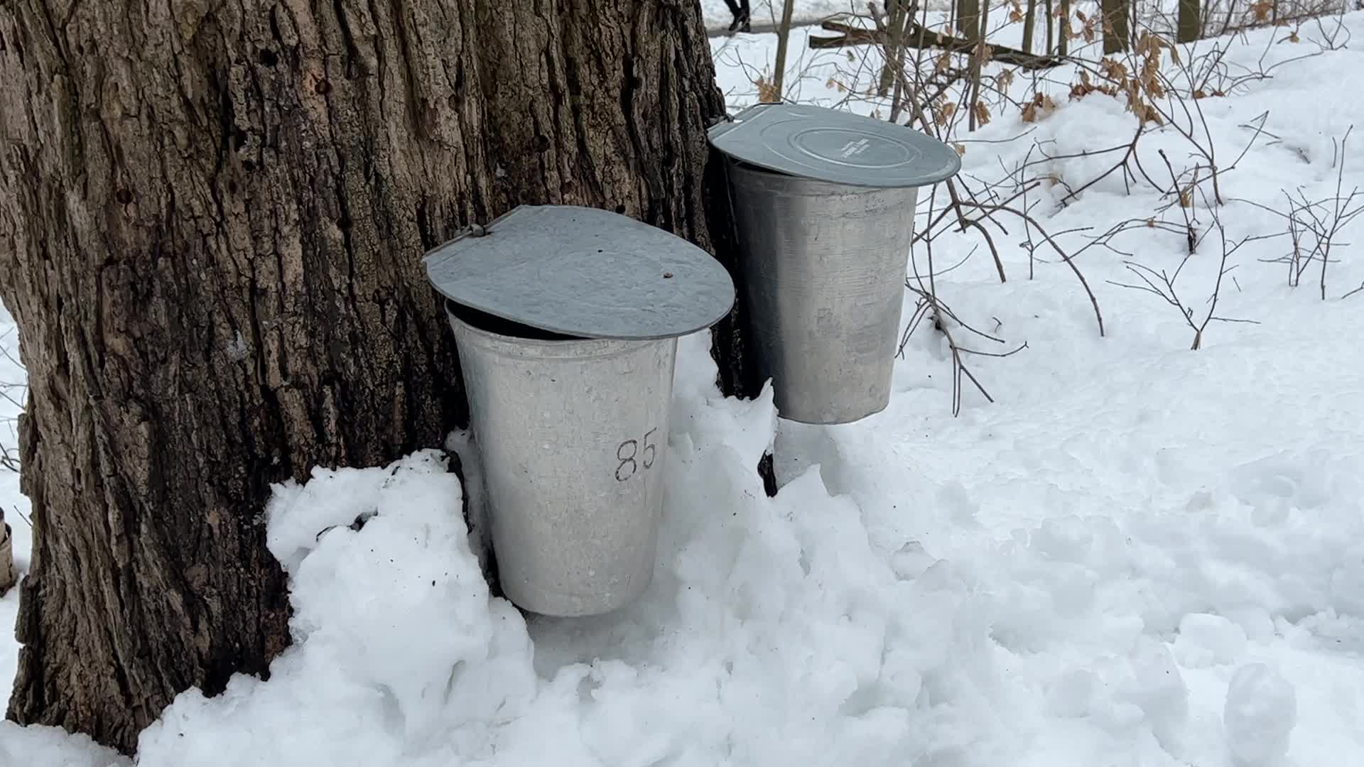 Maple syrup production in Canada