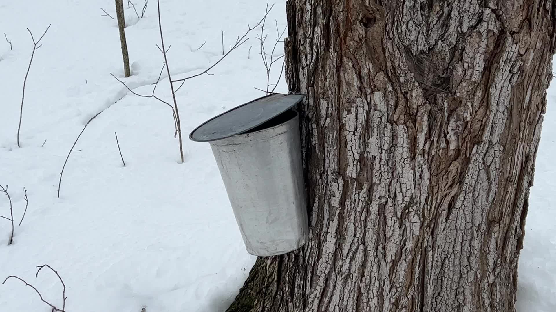 Maple syrup production in Canada